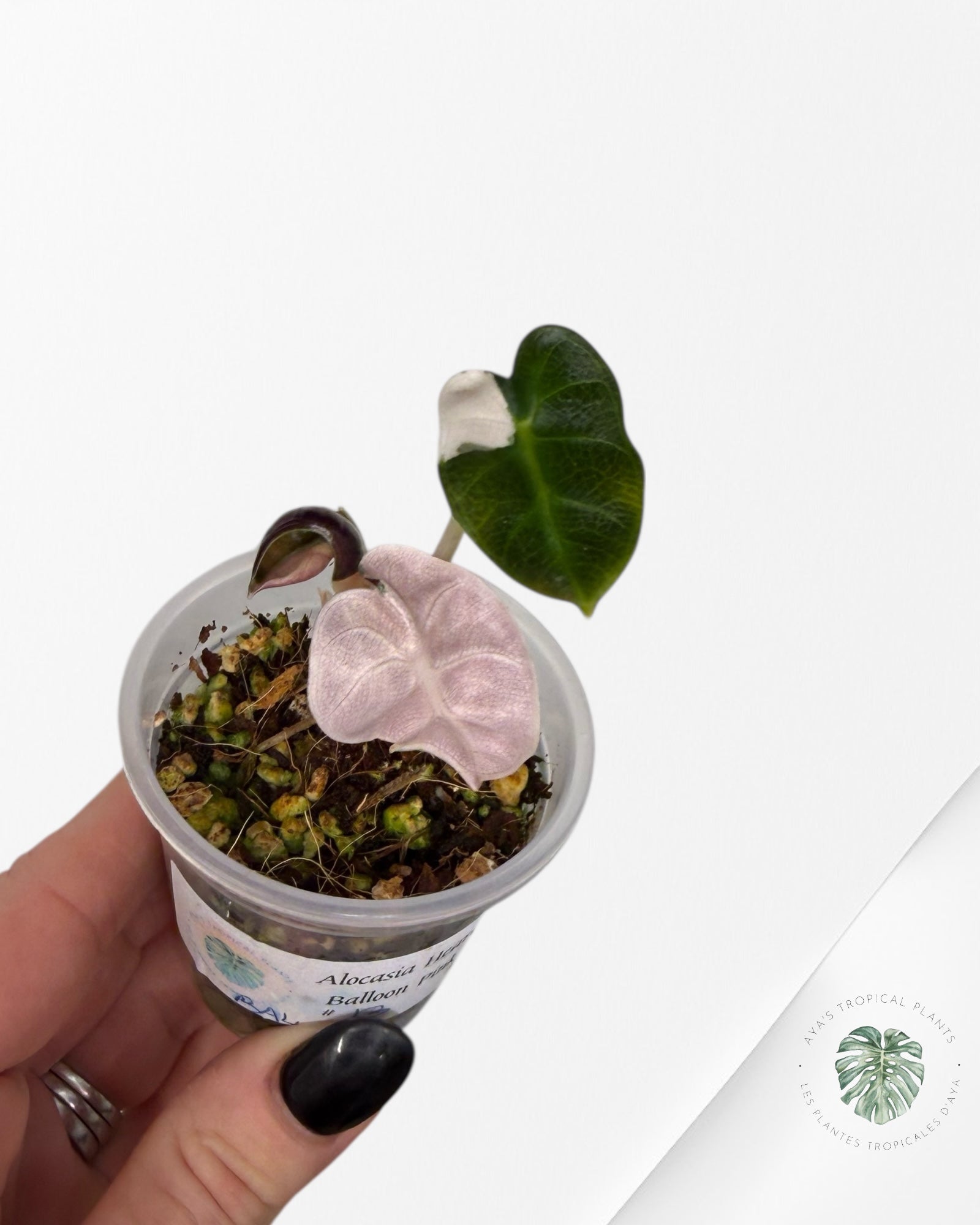 Alocasia Heart Balloon rose panaché | Plante rare TC | Plantes tropicales d'Aya