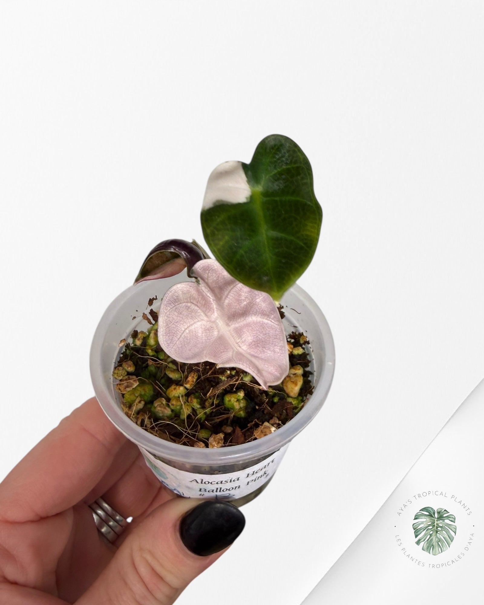 Alocasia Heart Balloon rose panaché | Plante rare TC | Plantes tropicales d'Aya