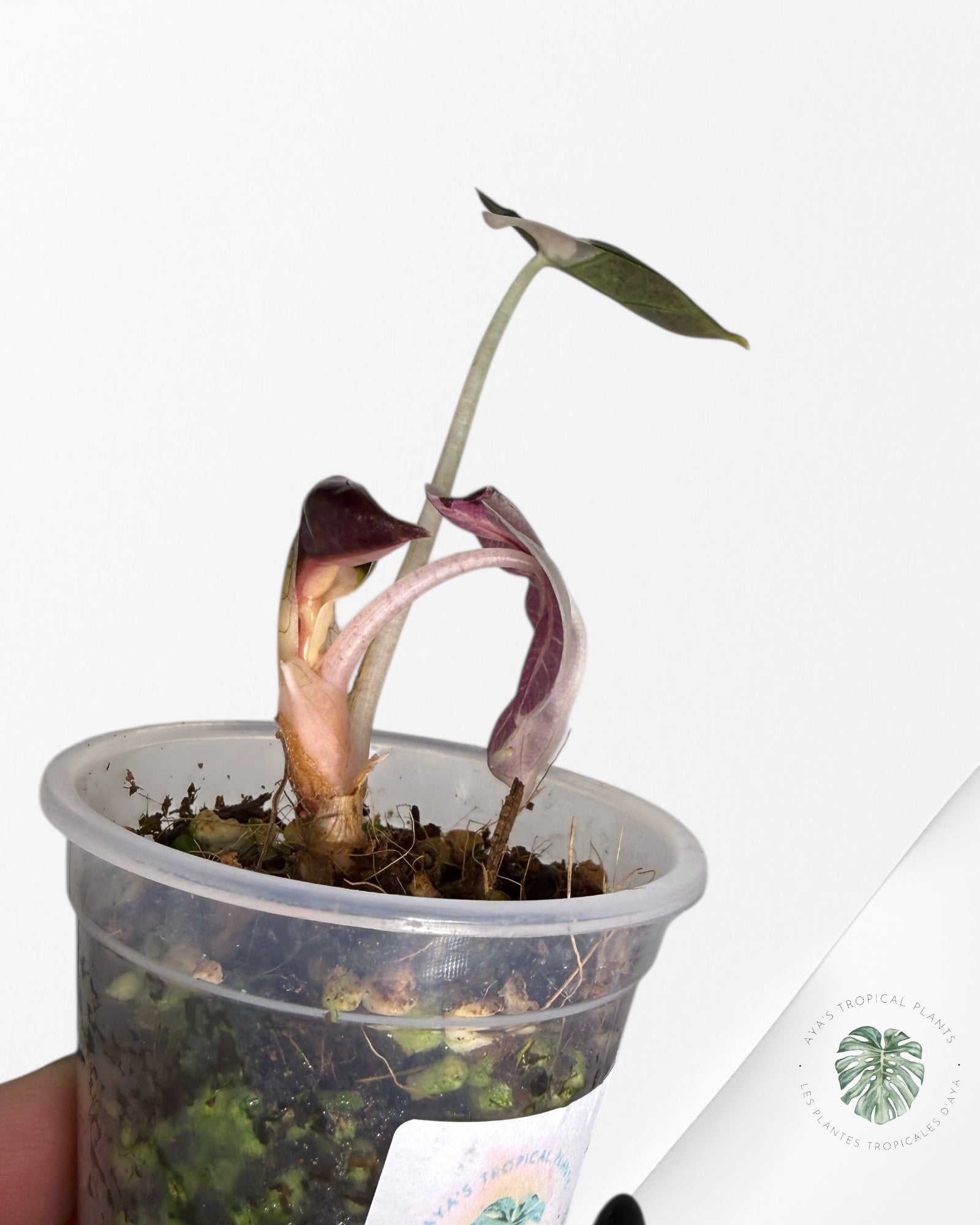 Alocasia Heart Balloon rose panaché | Plante rare TC | Plantes tropicales d'Aya