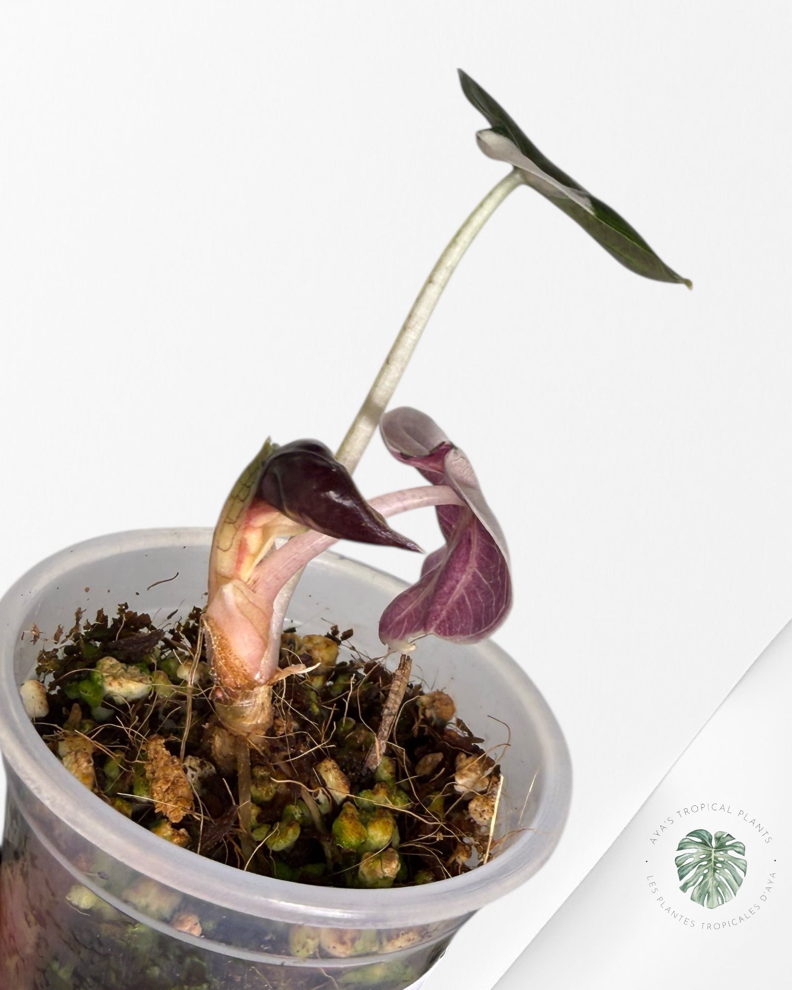 Alocasia Heart Balloon rose panaché | Plante rare TC | Plantes tropicales d'Aya