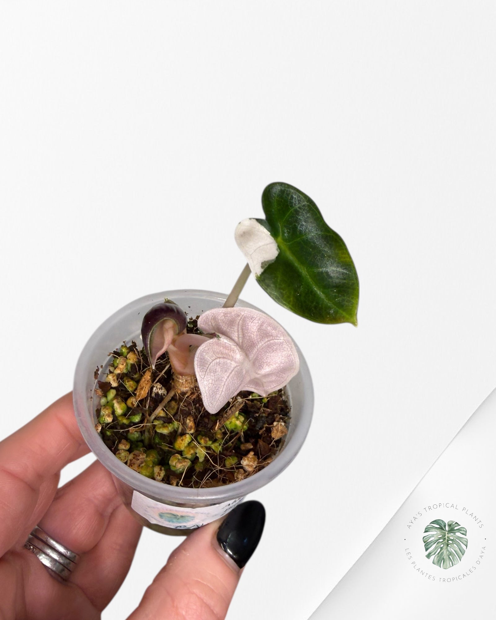 Alocasia Heart Balloon rose panaché | Plante rare TC | Plantes tropicales d'Aya
