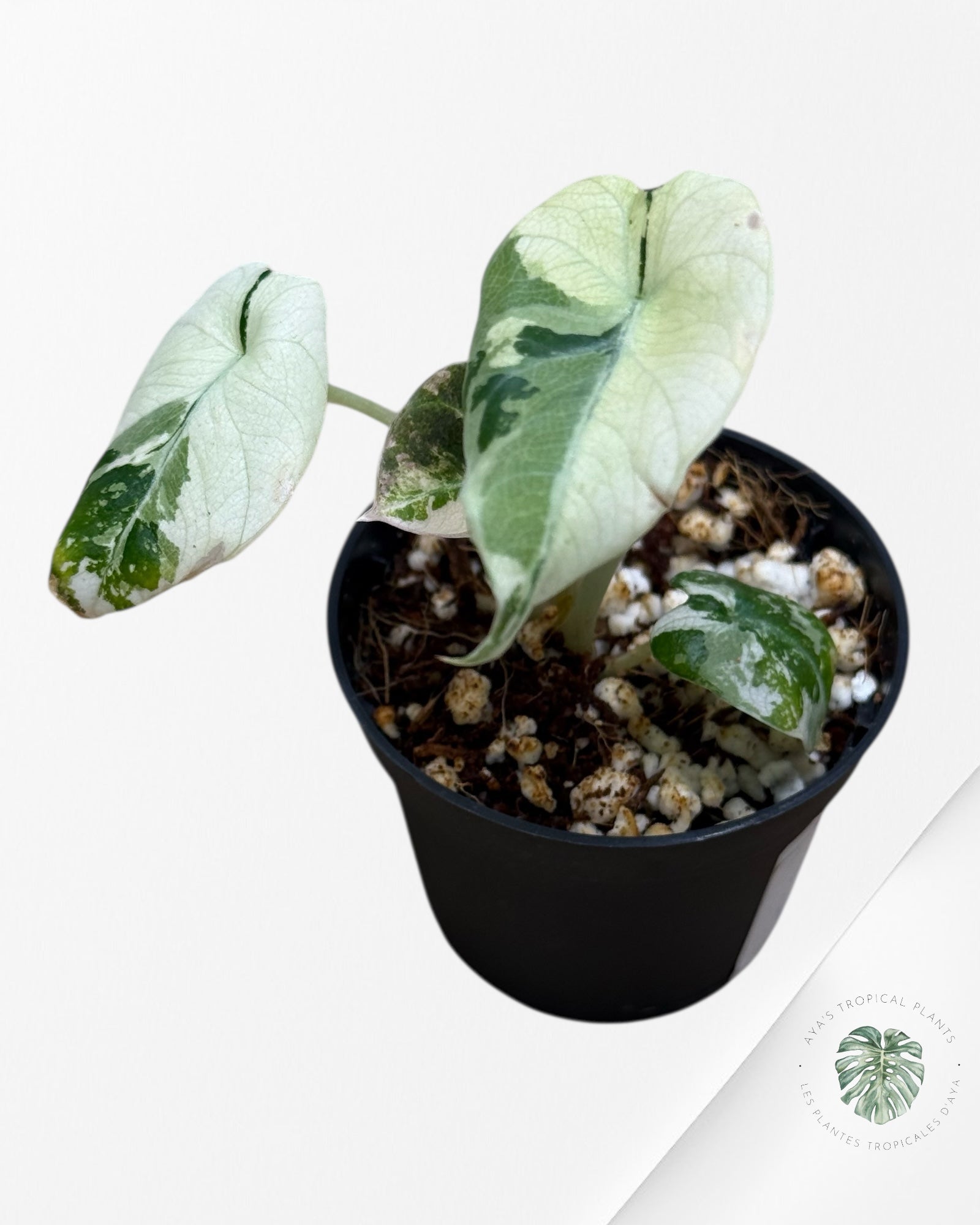 Alocasia Black Velvet Pink Variegated - 22C