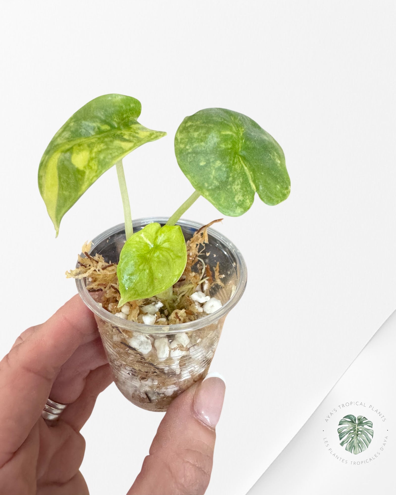 Alocasia Dragon Scale Variegated Aurea - TC1