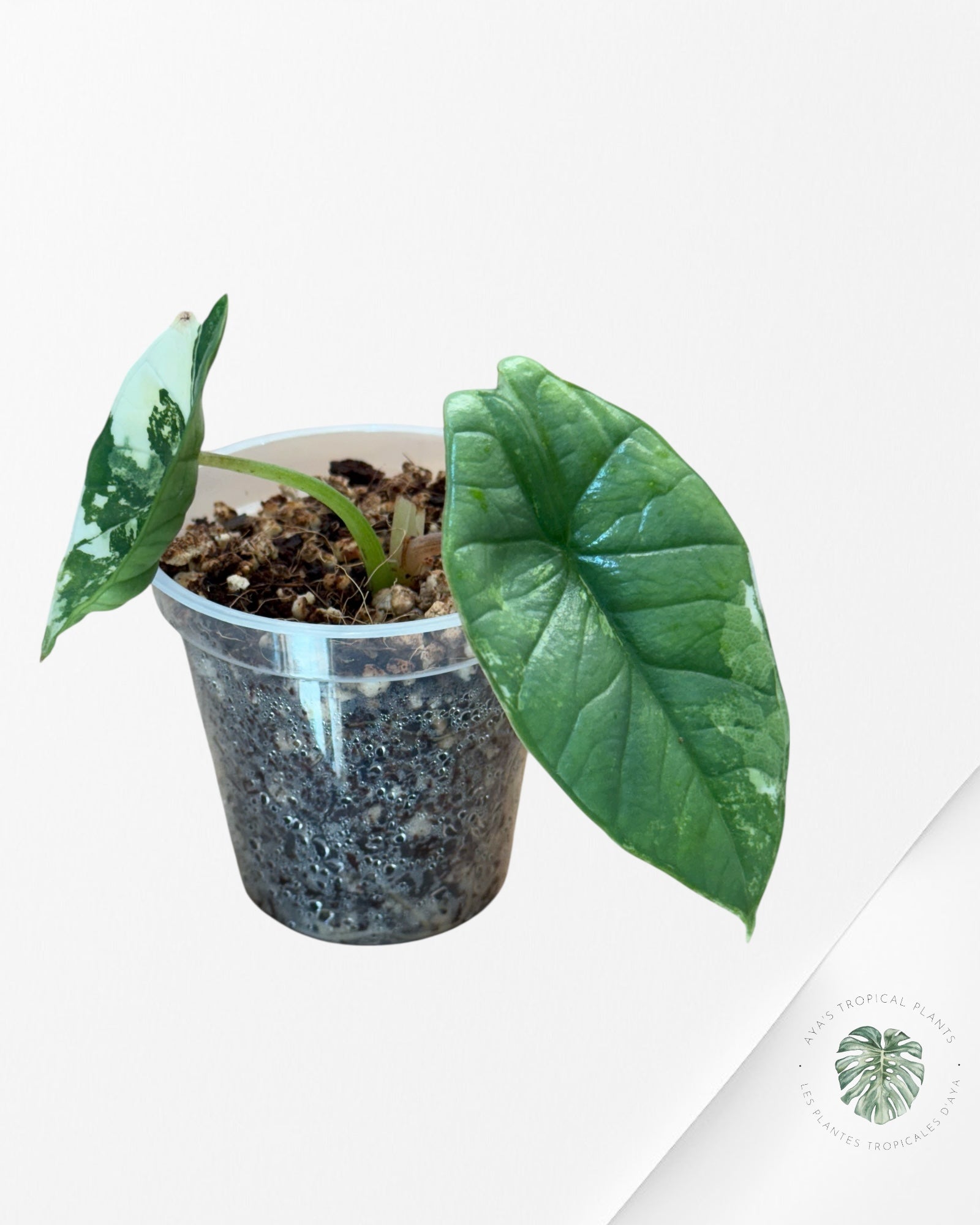 Alocasia Bisma sp. 'Platinum' Albo Variegated - 66