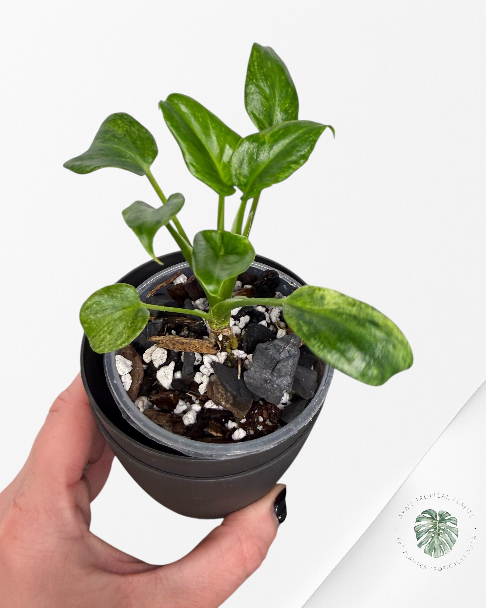 Philodendron Xanadu Variegated