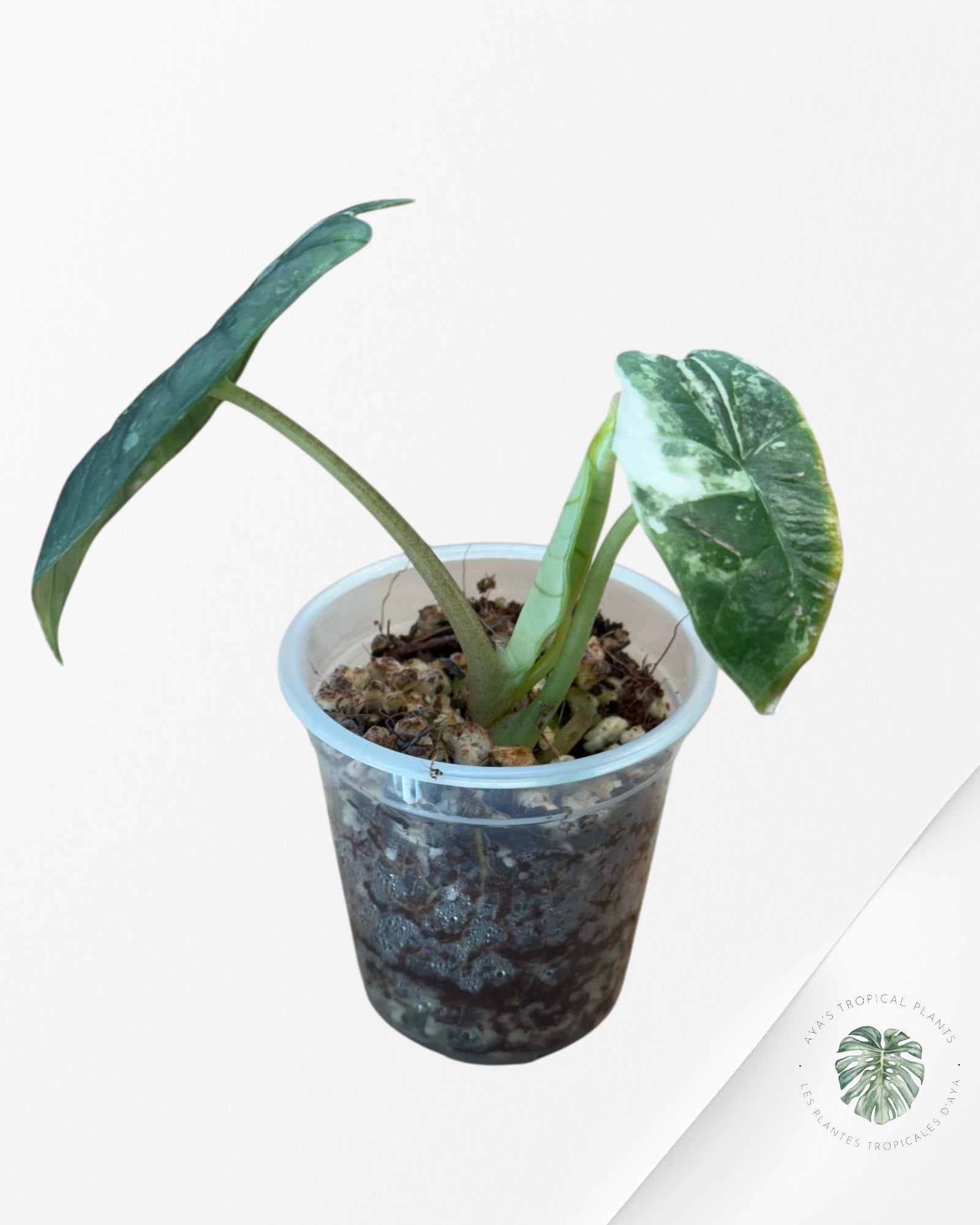 Alocasia Bisma sp. 'Platinum' Albo Variegated - 3040