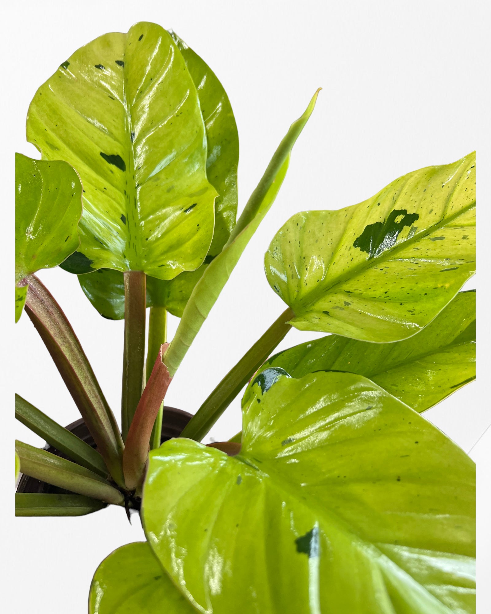 Philodendron 'Ruaysap Panaché' (XXL)