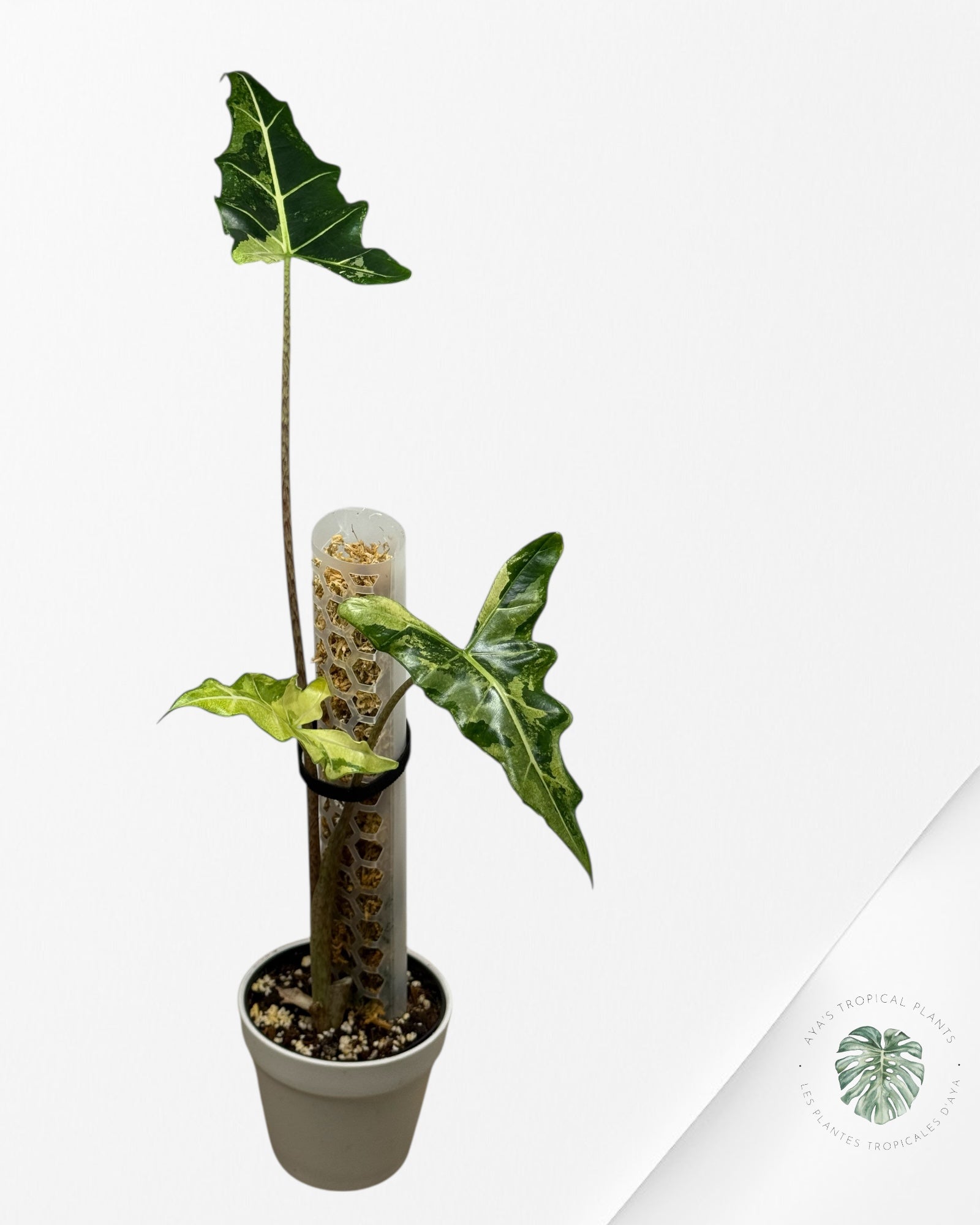 Alocasia sarian variegated -