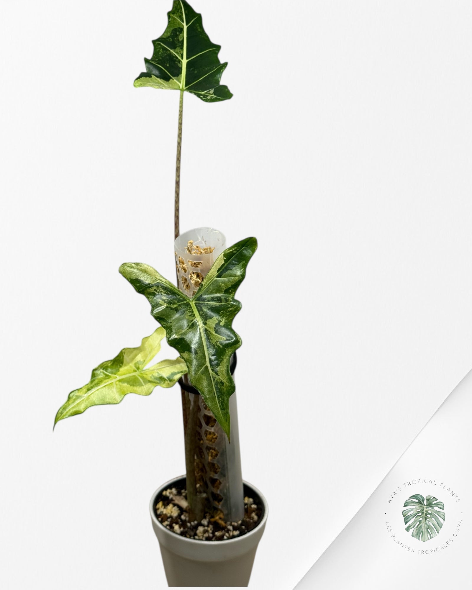 Alocasia sarian variegated -
