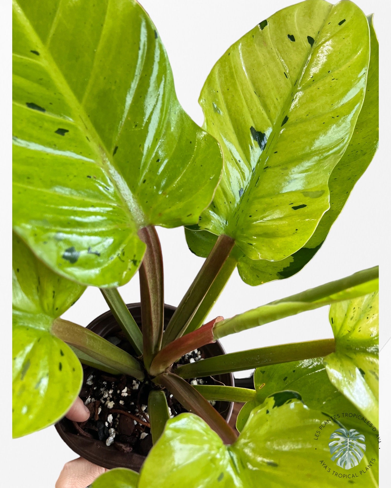 Philodendron 'Ruaysap Panaché' (XXL)