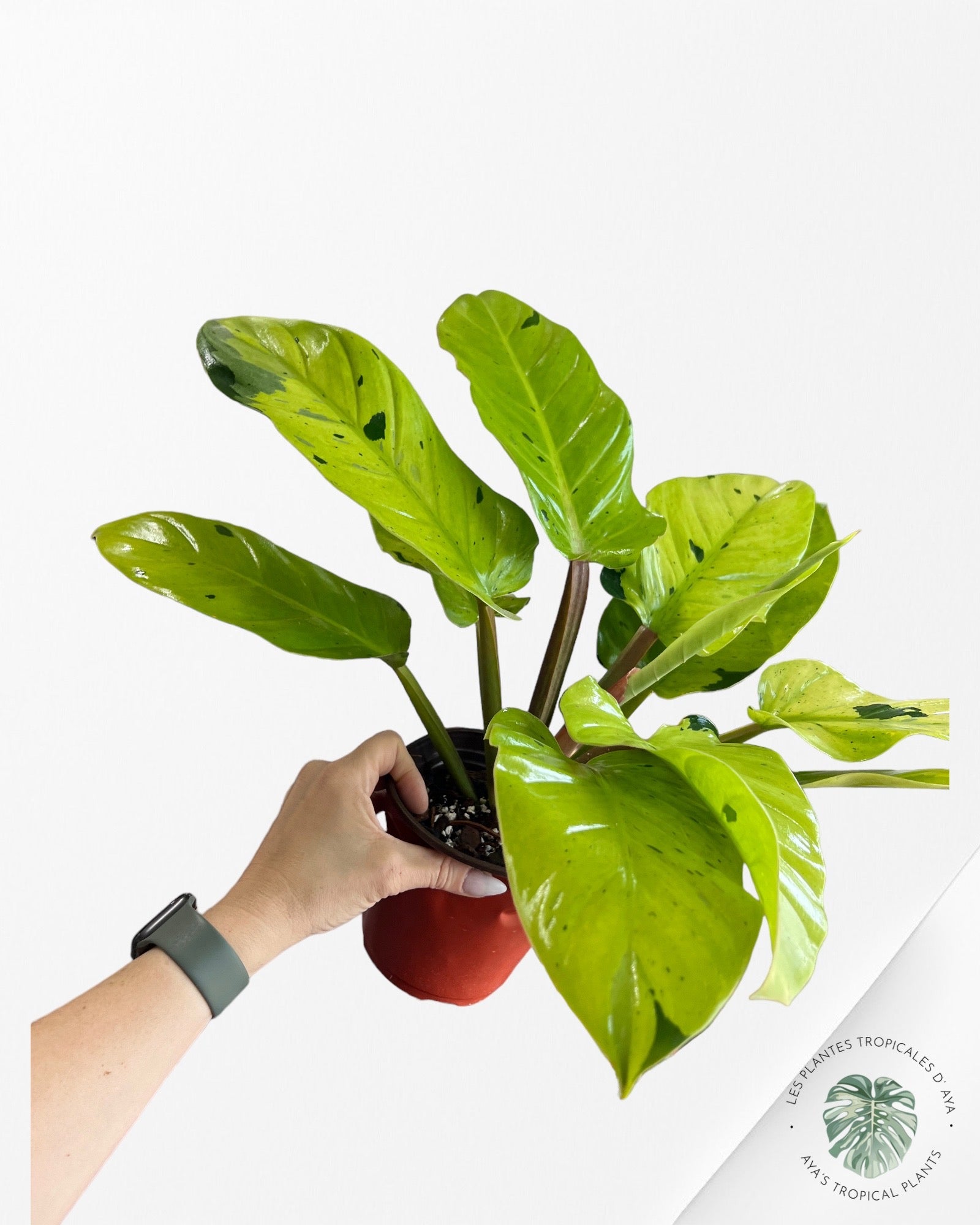 Philodendron 'Ruaysap Panaché' (XXL)