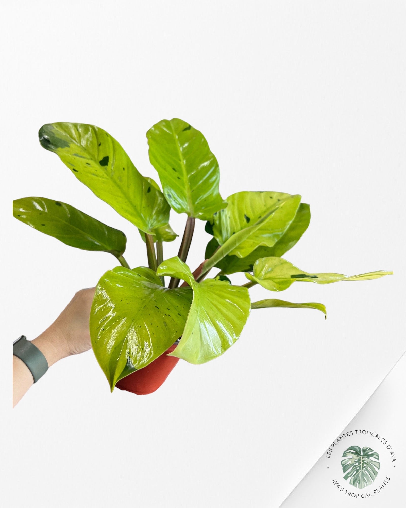 Philodendron 'Ruaysap Panaché' (XXL)