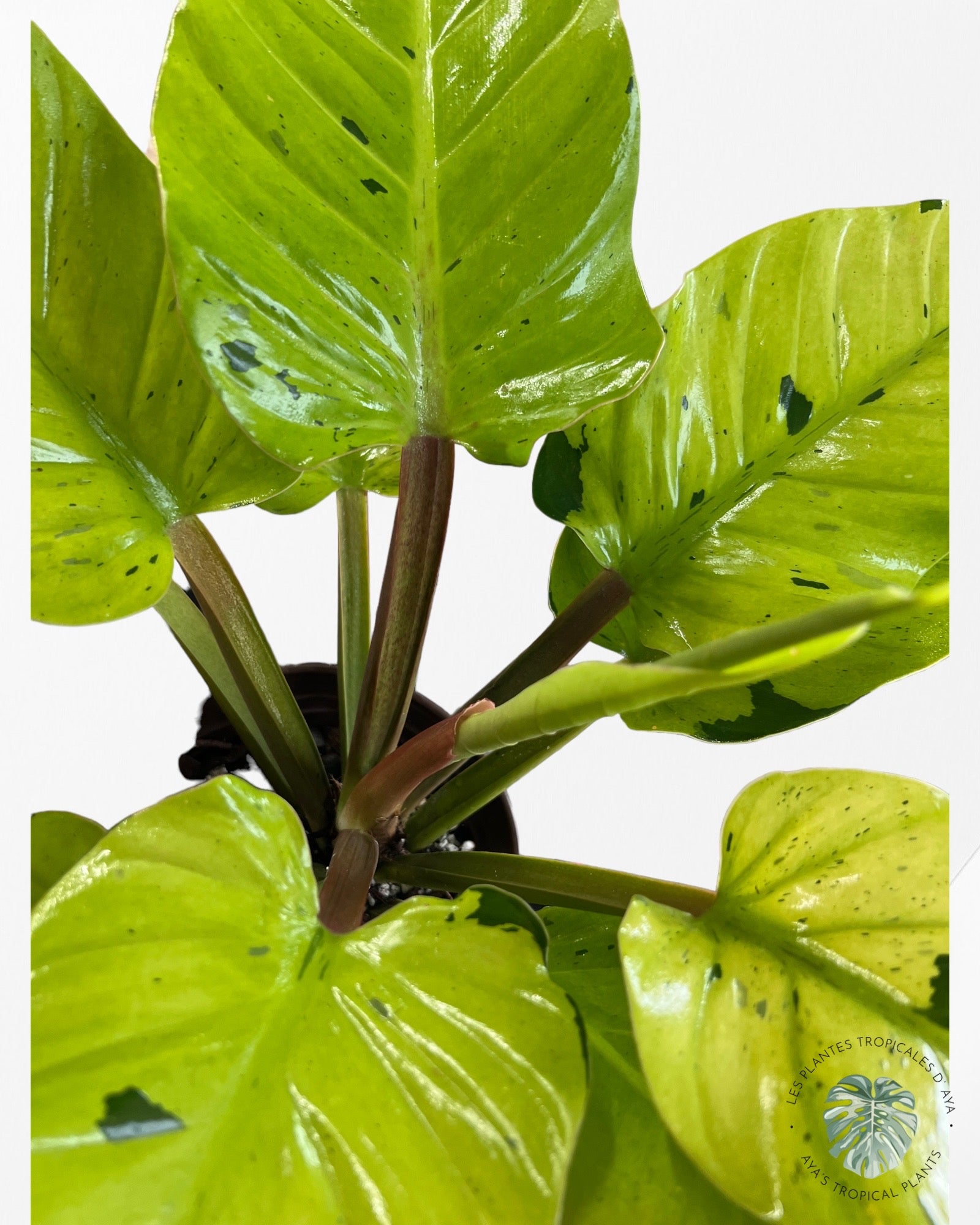 Philodendron 'Ruaysap Panaché' (XXL)