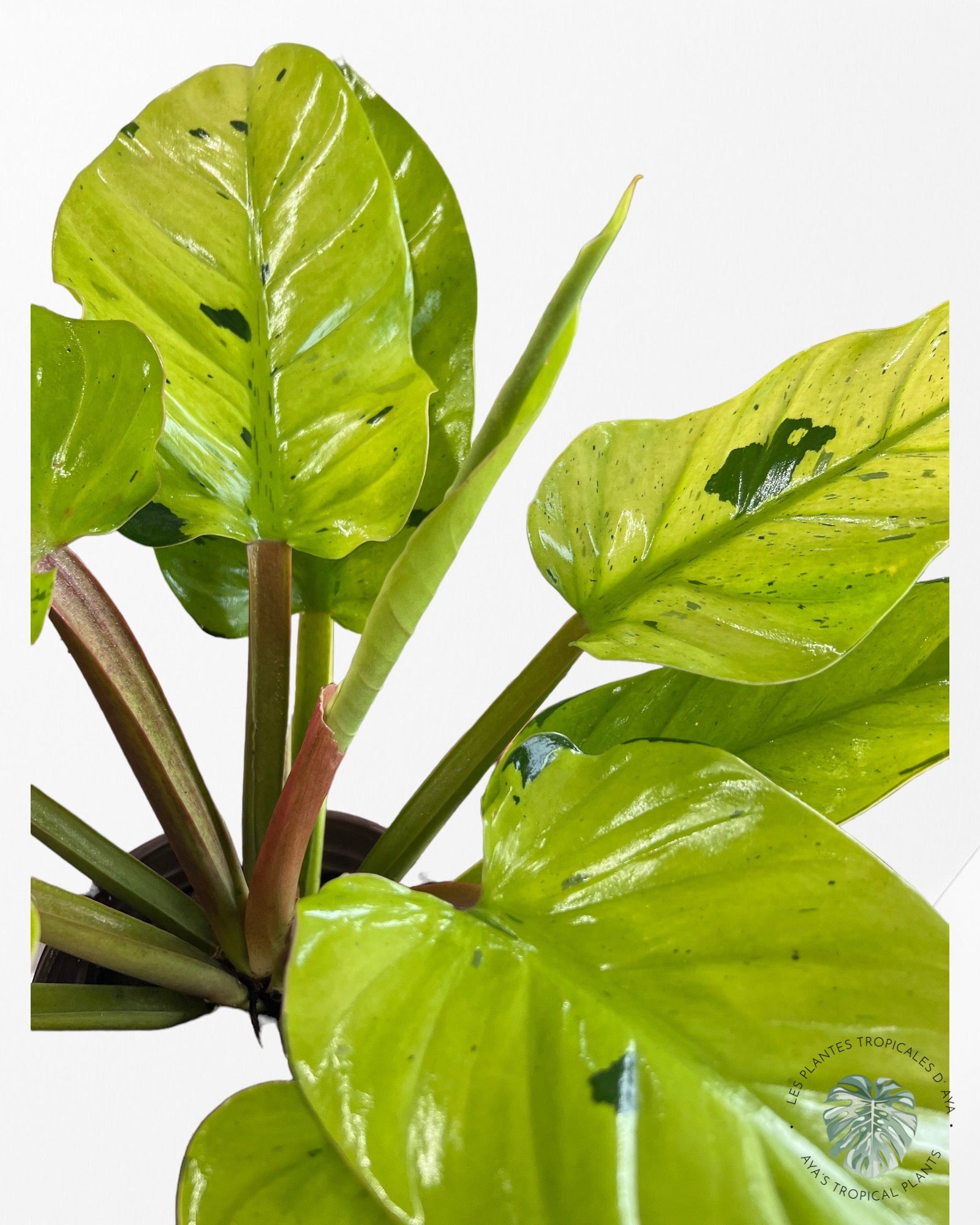 Philodendron 'Ruaysap Panaché' (XXL)