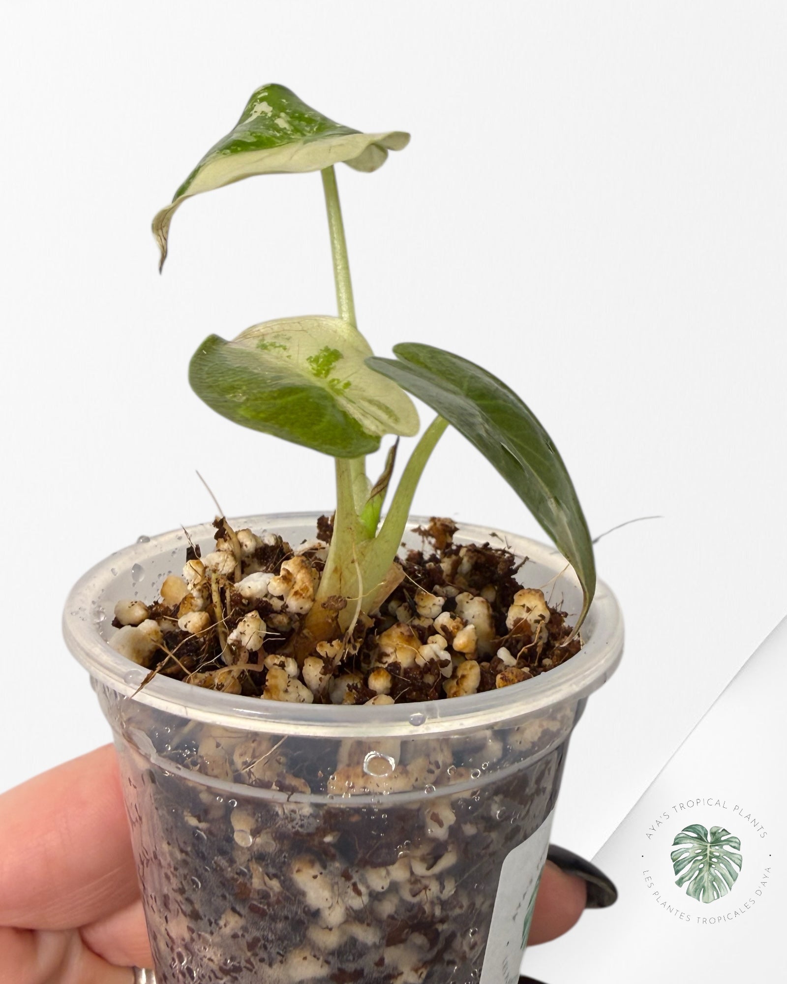 Alocasia Wentii Albo Pink Variegated| Rare TC Plant| Aya's Tropical Plants