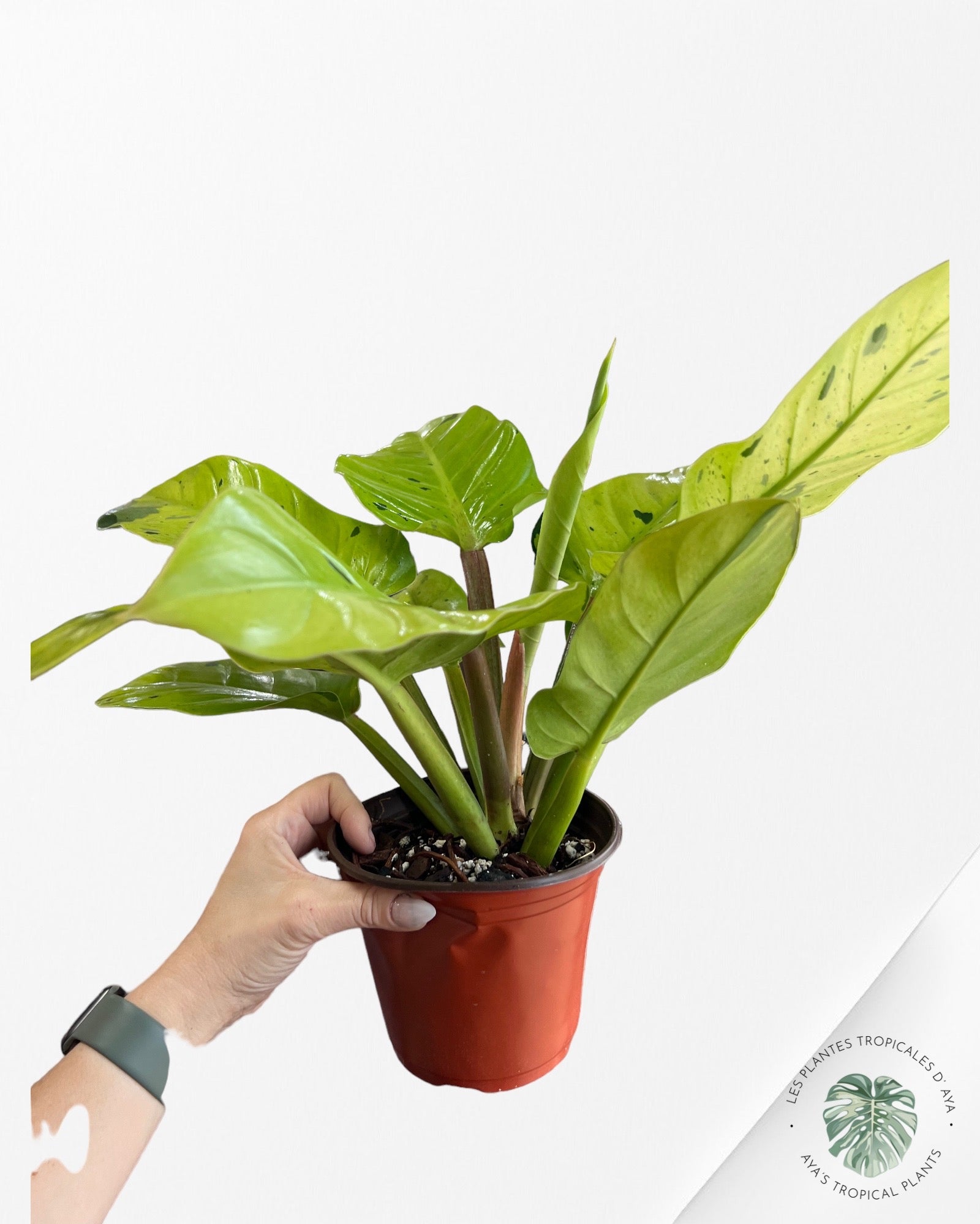 Philodendron 'Ruaysap Panaché' (XXL)