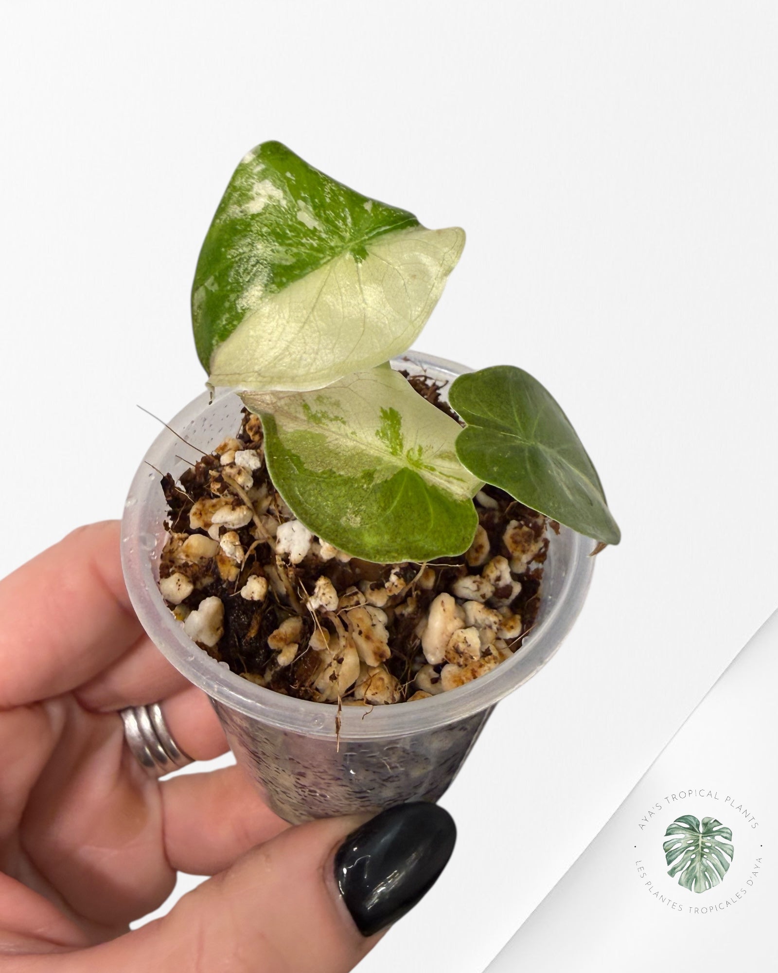 Alocasia Wentii Albo Pink Variegated| Rare TC Plant| Aya's Tropical Plants