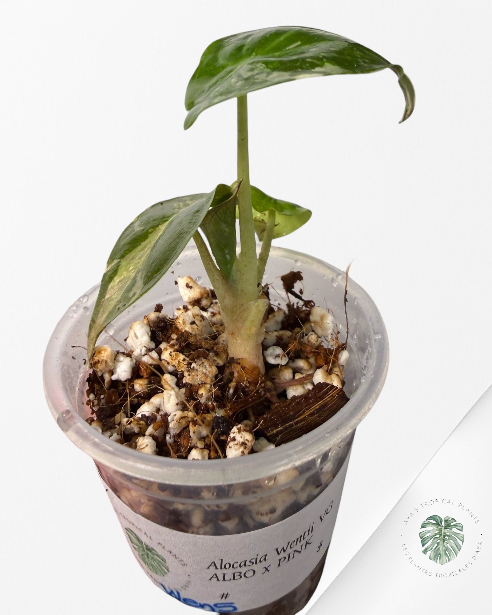 Alocasia Wentii Albo Pink Variegated| Rare TC Plant| Aya's Tropical Plants