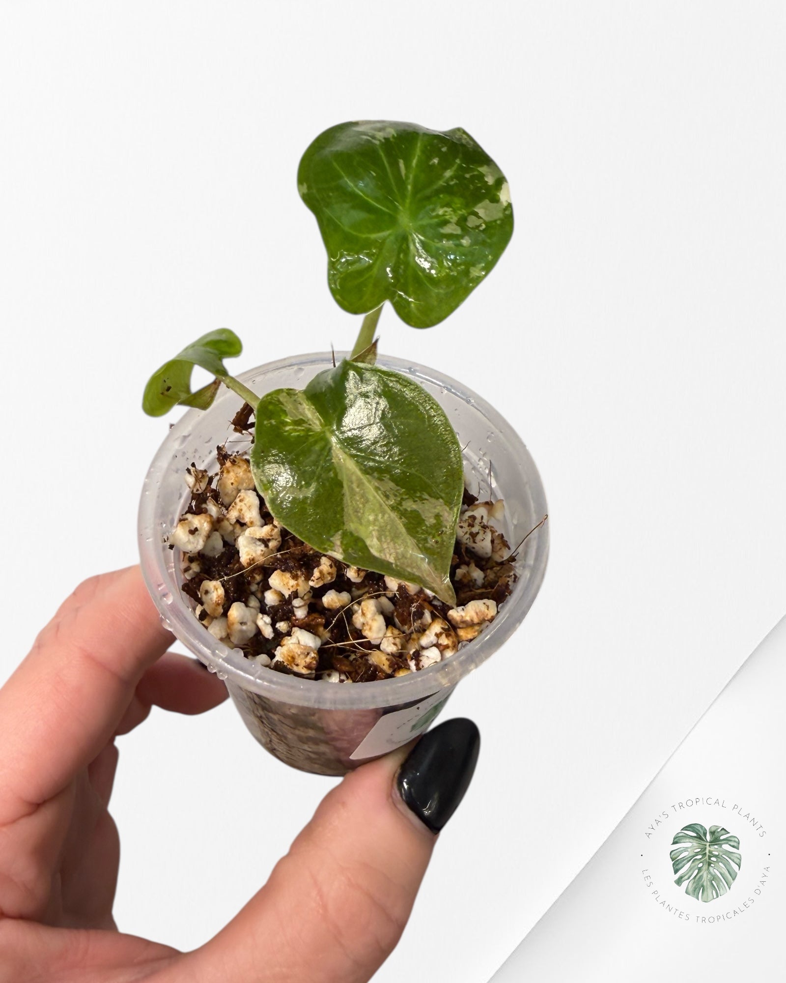 Alocasia Wentii Albo Pink Variegated| Rare TC Plant| Aya's Tropical Plants