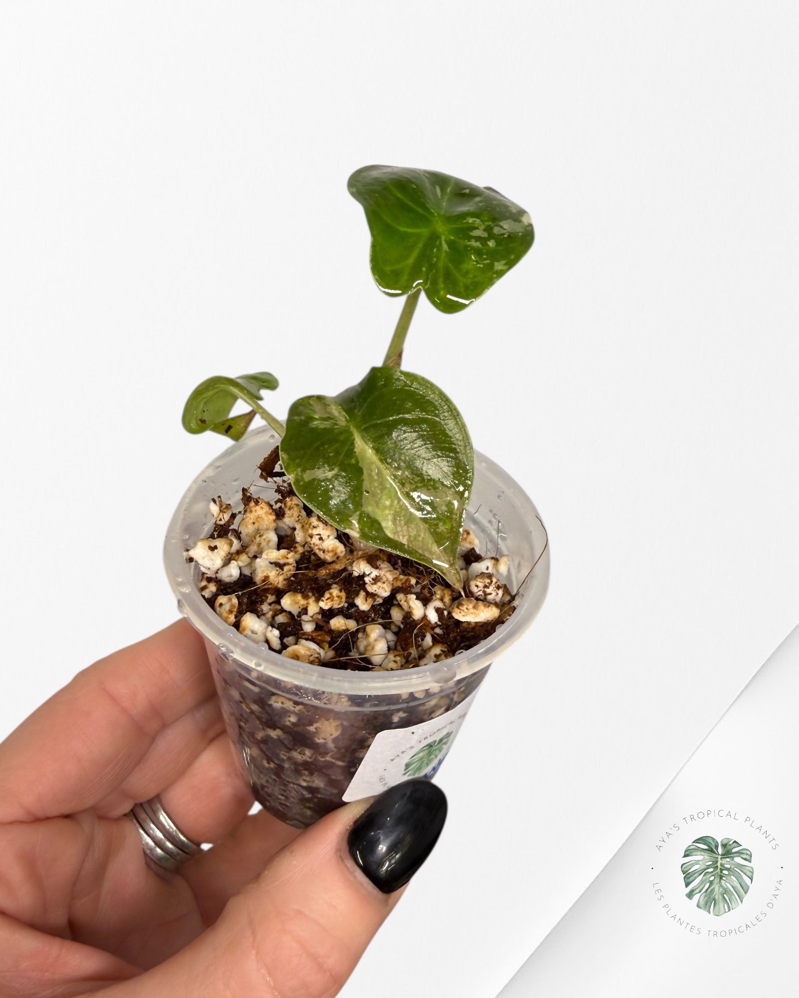 Alocasia Wentii Albo Pink Variegated| Rare TC Plant| Aya's Tropical Plants