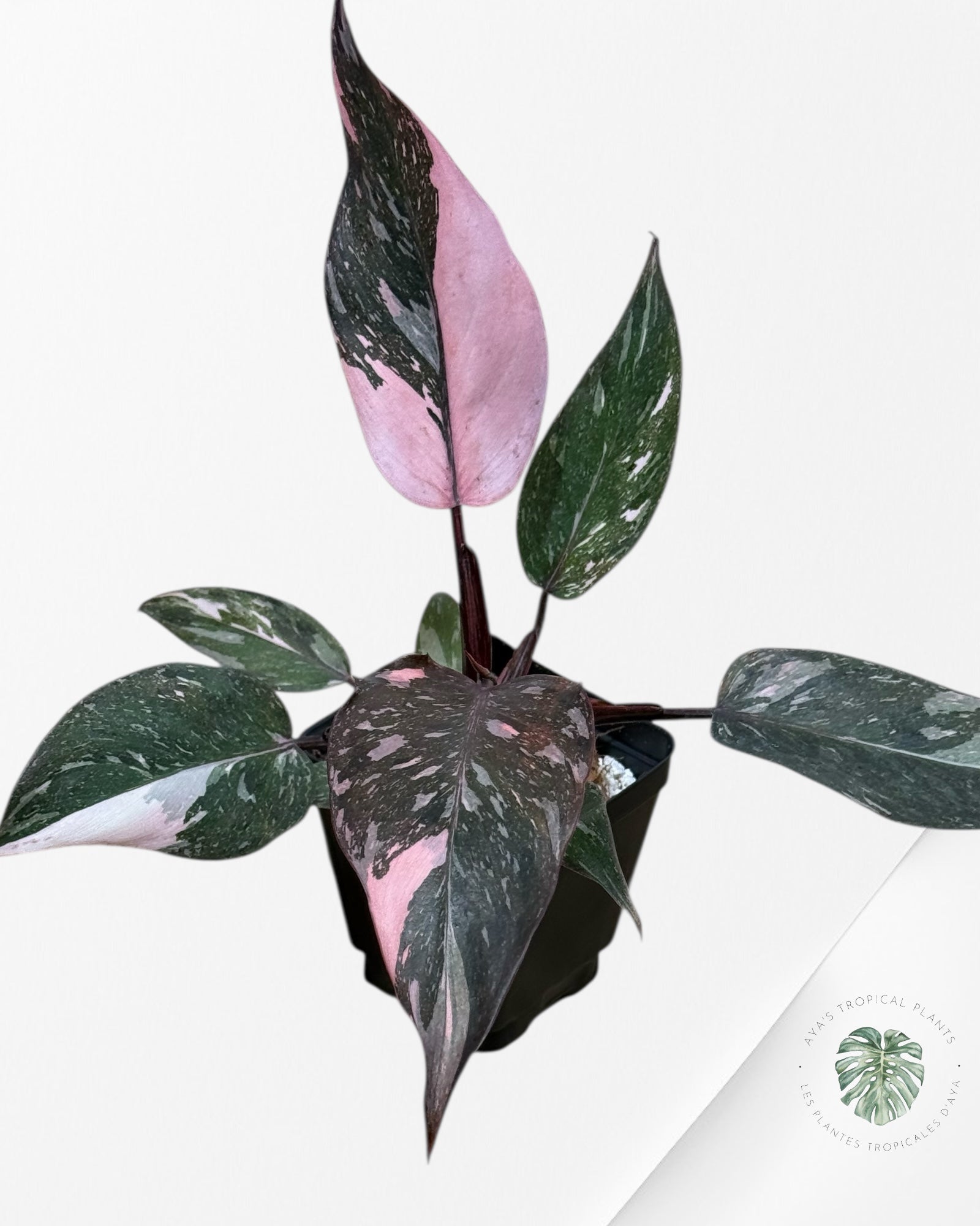 Philodendron Pink Princess Galaxy -210