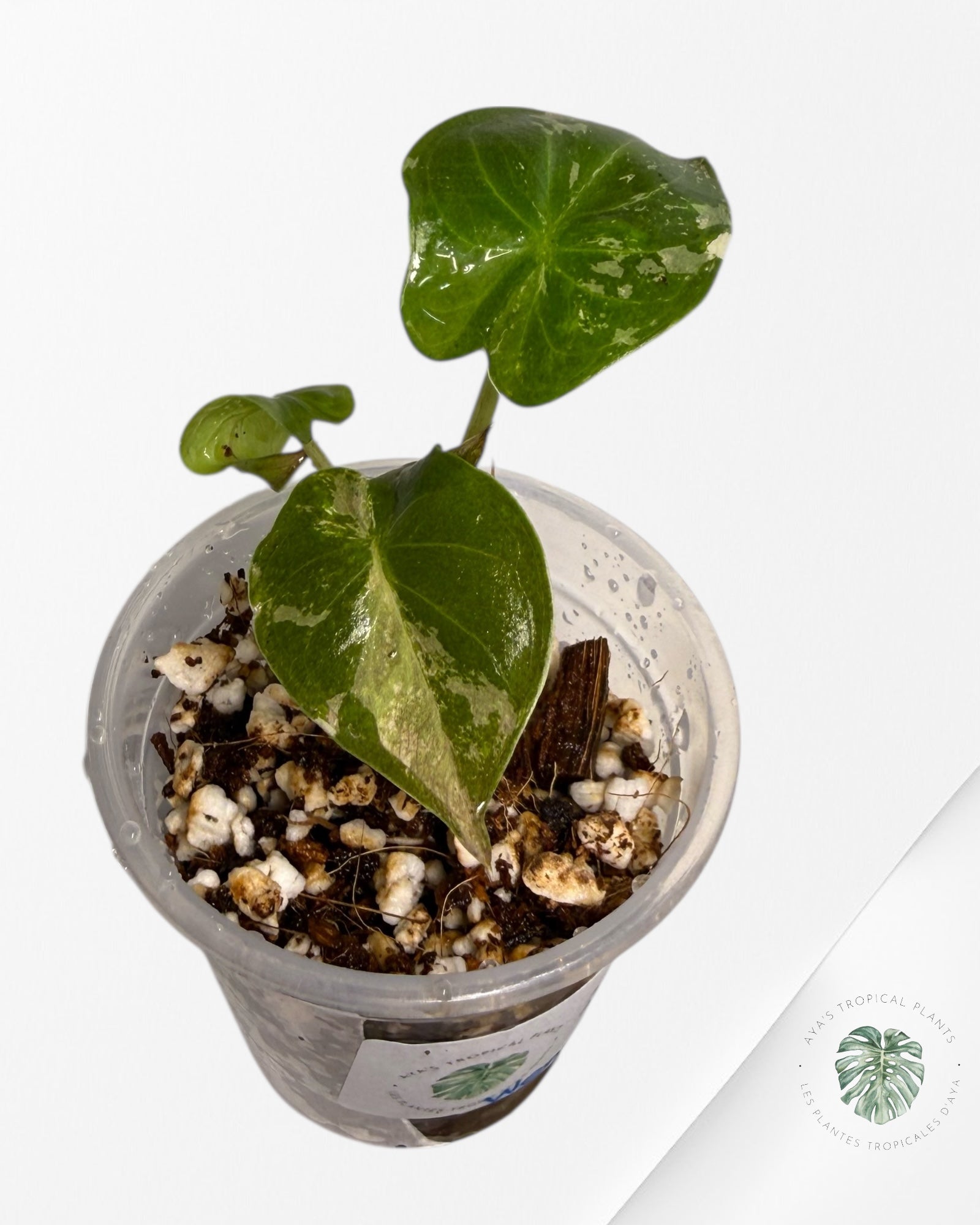 Alocasia Wentii Albo Pink Variegated| Rare TC Plant| Aya's Tropical Plants