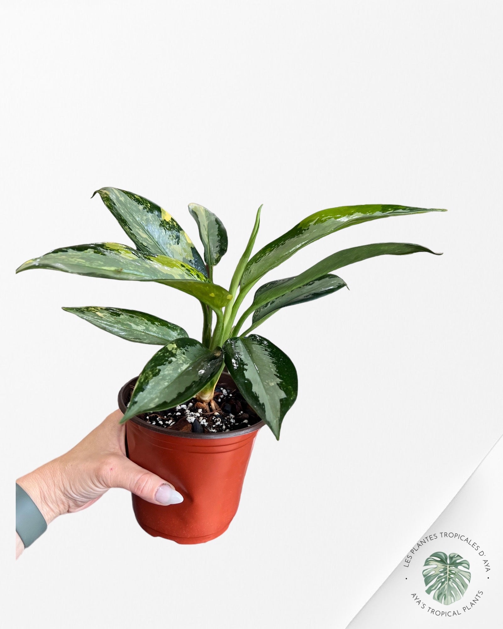 Aglaonema suvarnabhumi Variagated