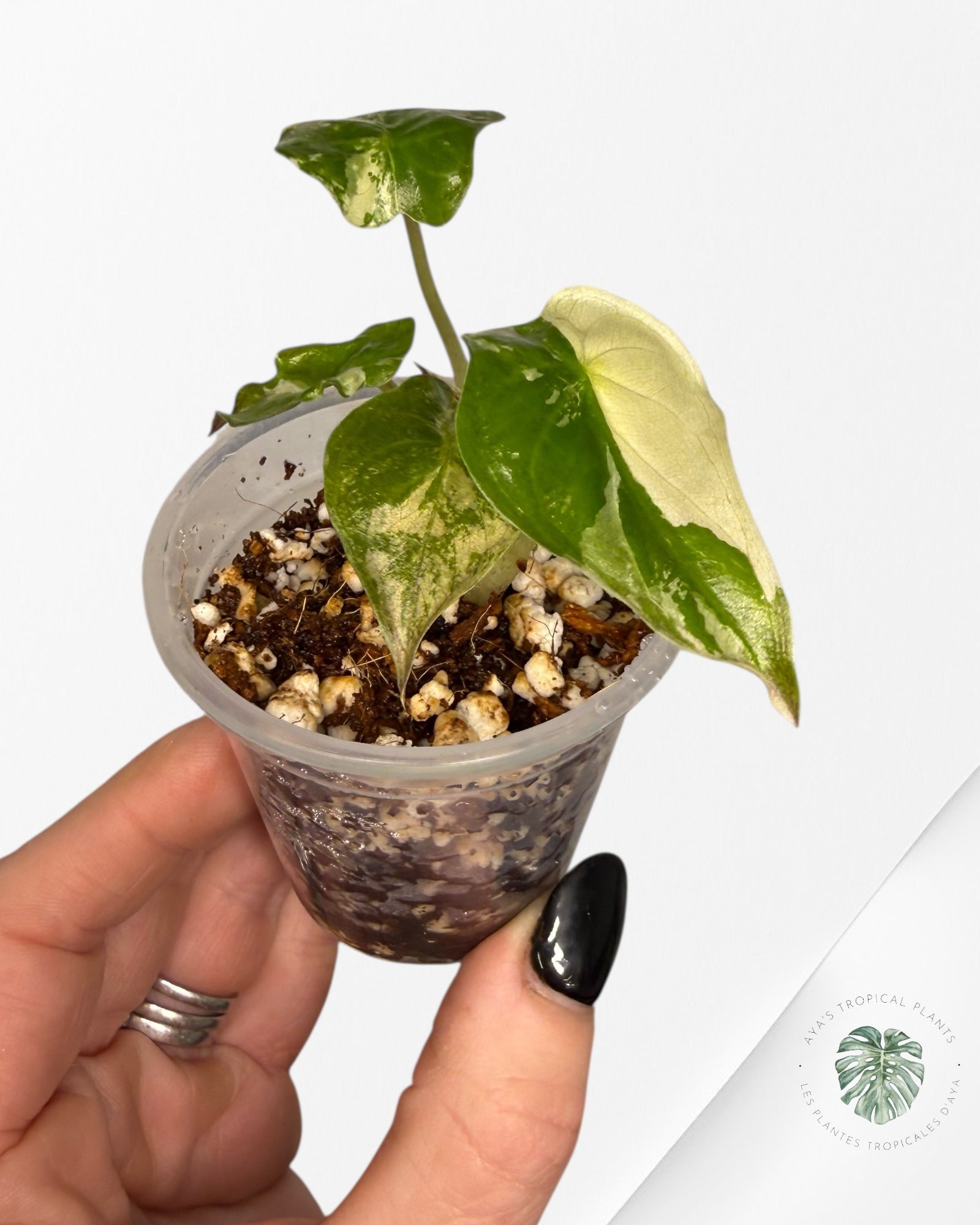 Alocasia Wentii Albo Pink Variegated| Rare TC Plant| Aya's Tropical Plants