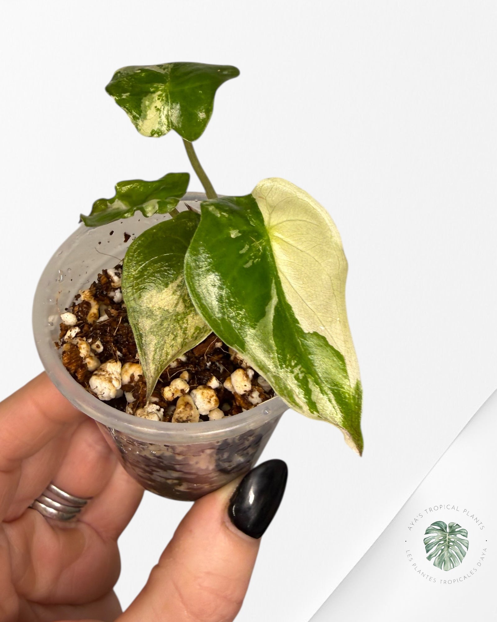 Alocasia Wentii Albo Pink Variegated| Rare TC Plant| Aya's Tropical Plants