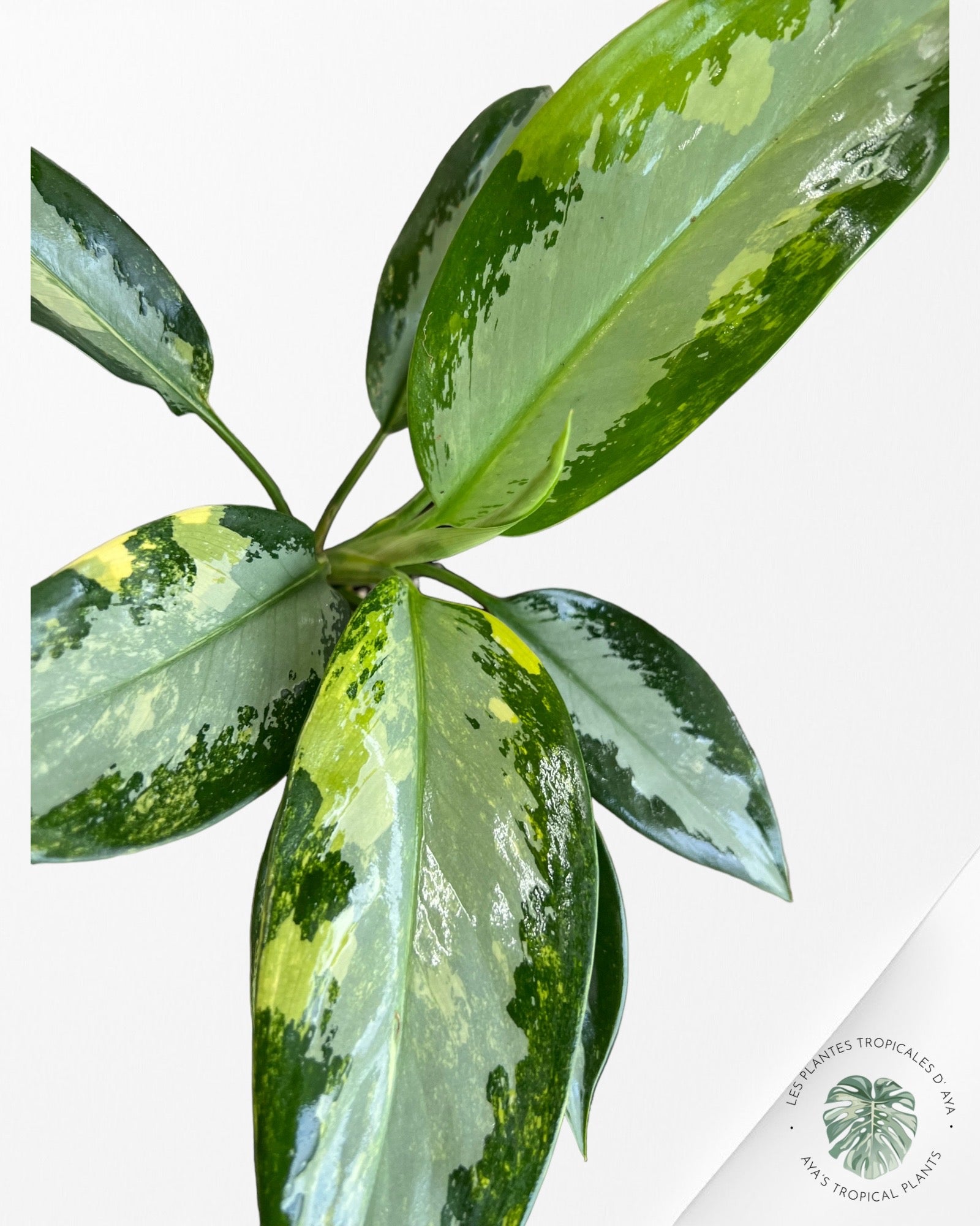 Aglaonema suvarnabhumi Variagated