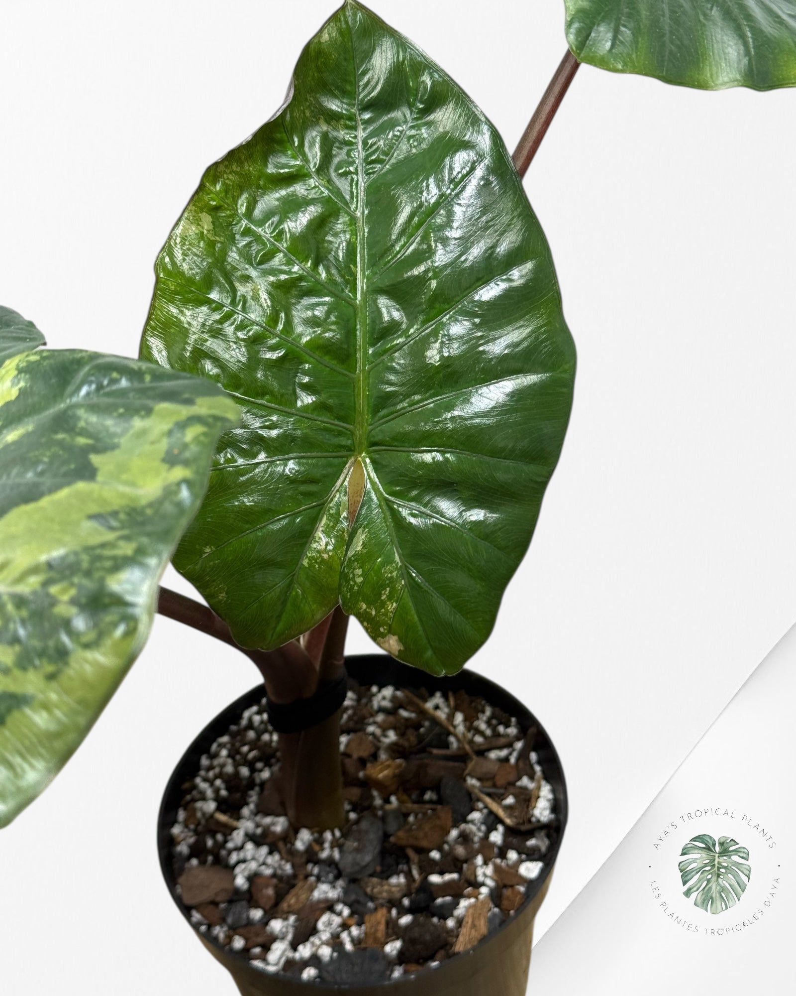 Alocasia Yucatan Princess Variegated ( XL) F1