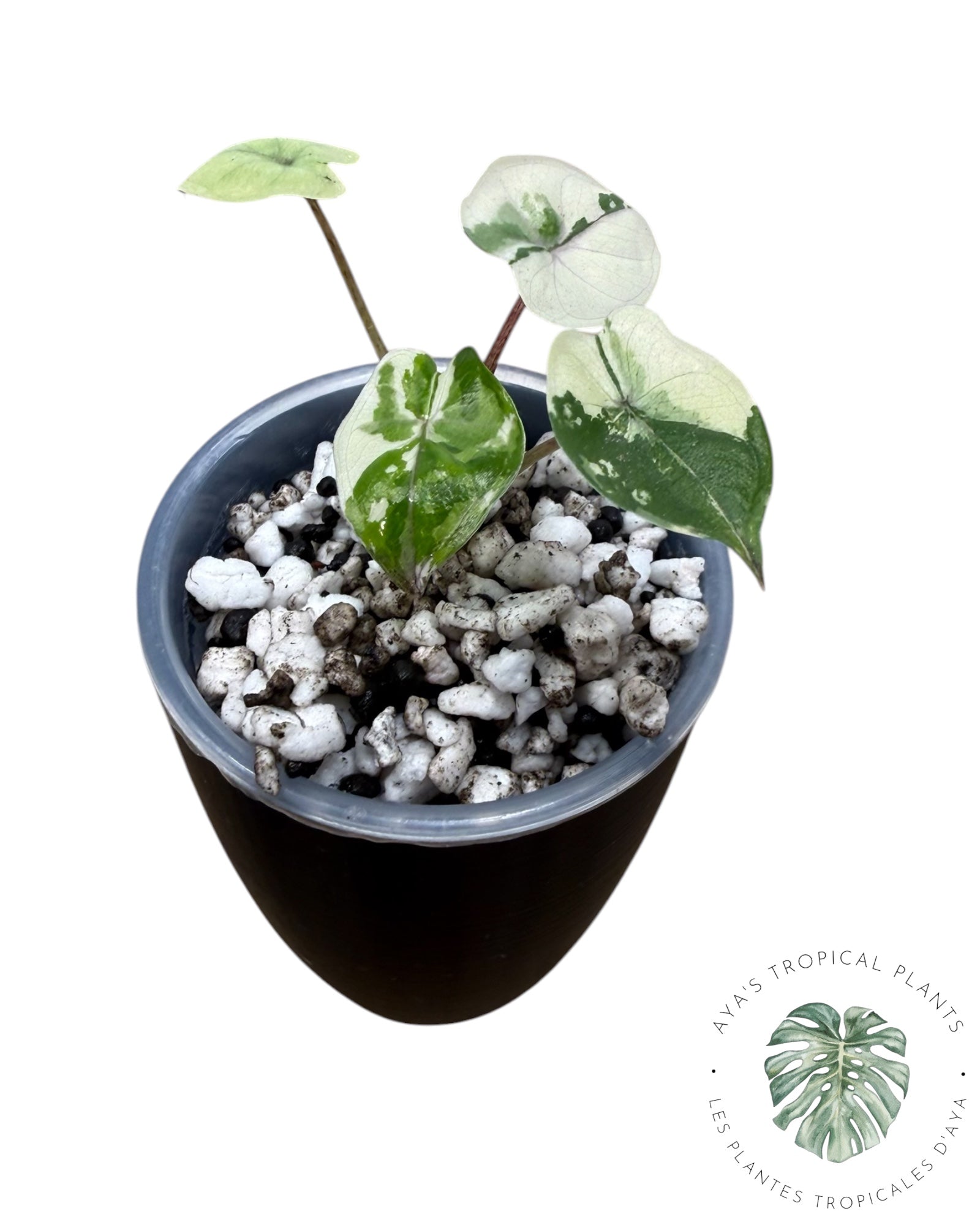 Alocasia Yucatan Princess Variegated