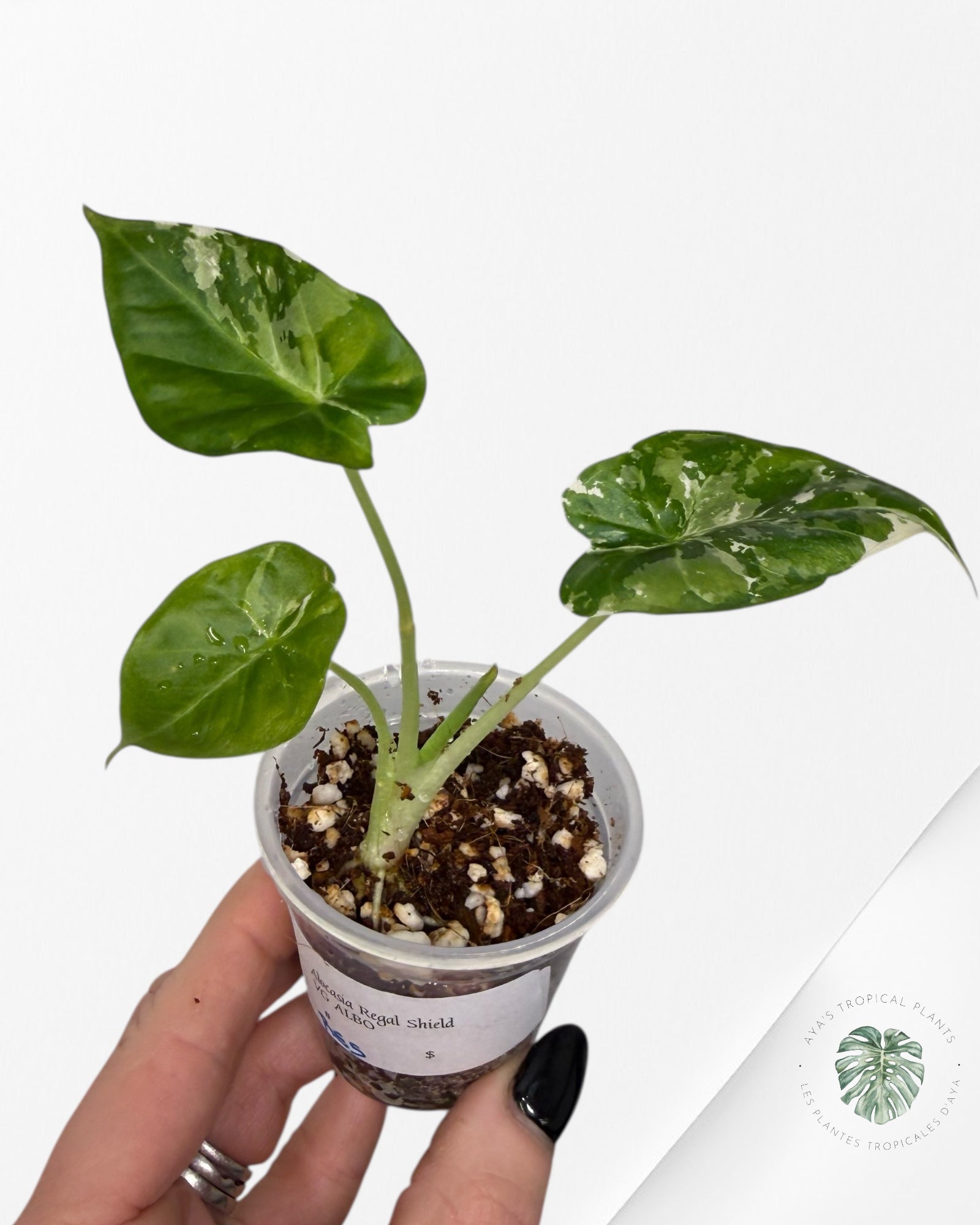 Alocasia Regal Panachée Albo | Plante rare cultivée en culture tropicale | Plantes tropicales d'Aya