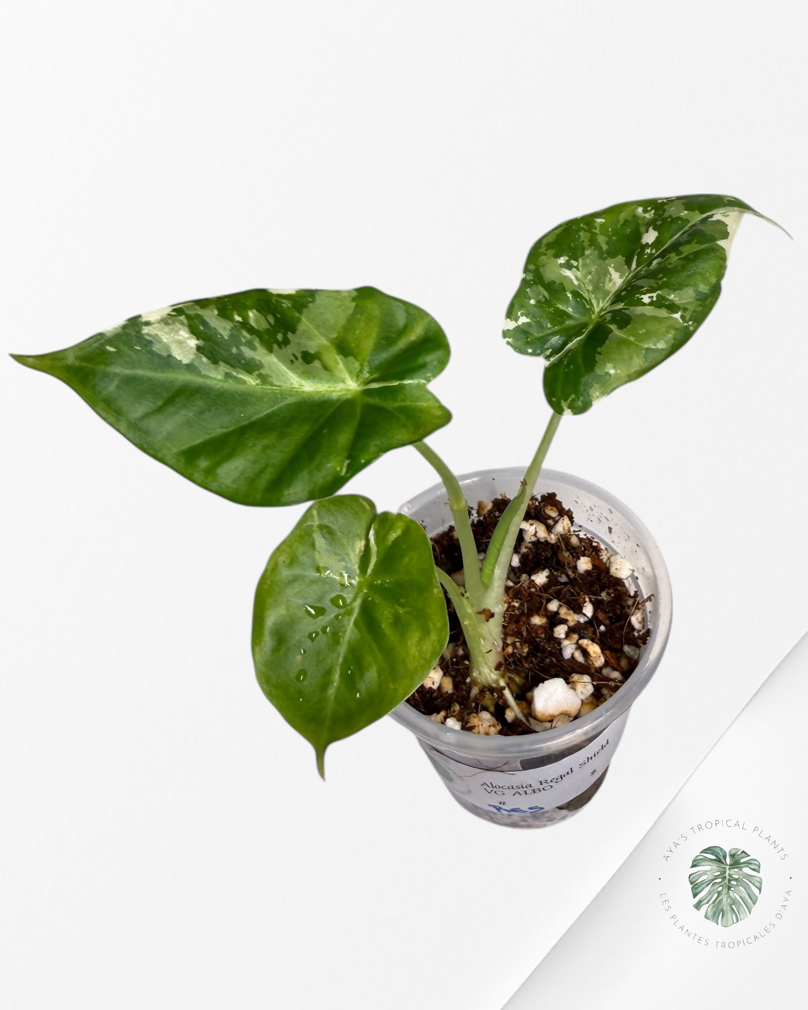 Alocasia Regal Variegated Albo| Rare TC Plant | Aya's Tropical Plants
