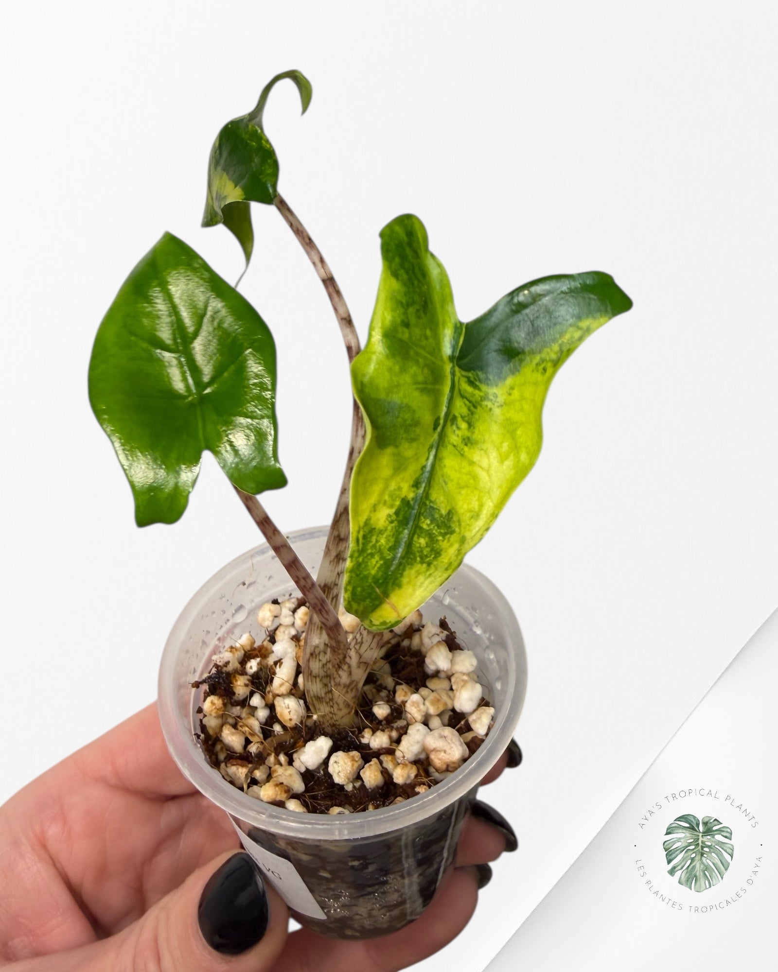 Alocasia Zebrina Thomas Variegated| Rare TC Plant | Aya's Tropical Plants