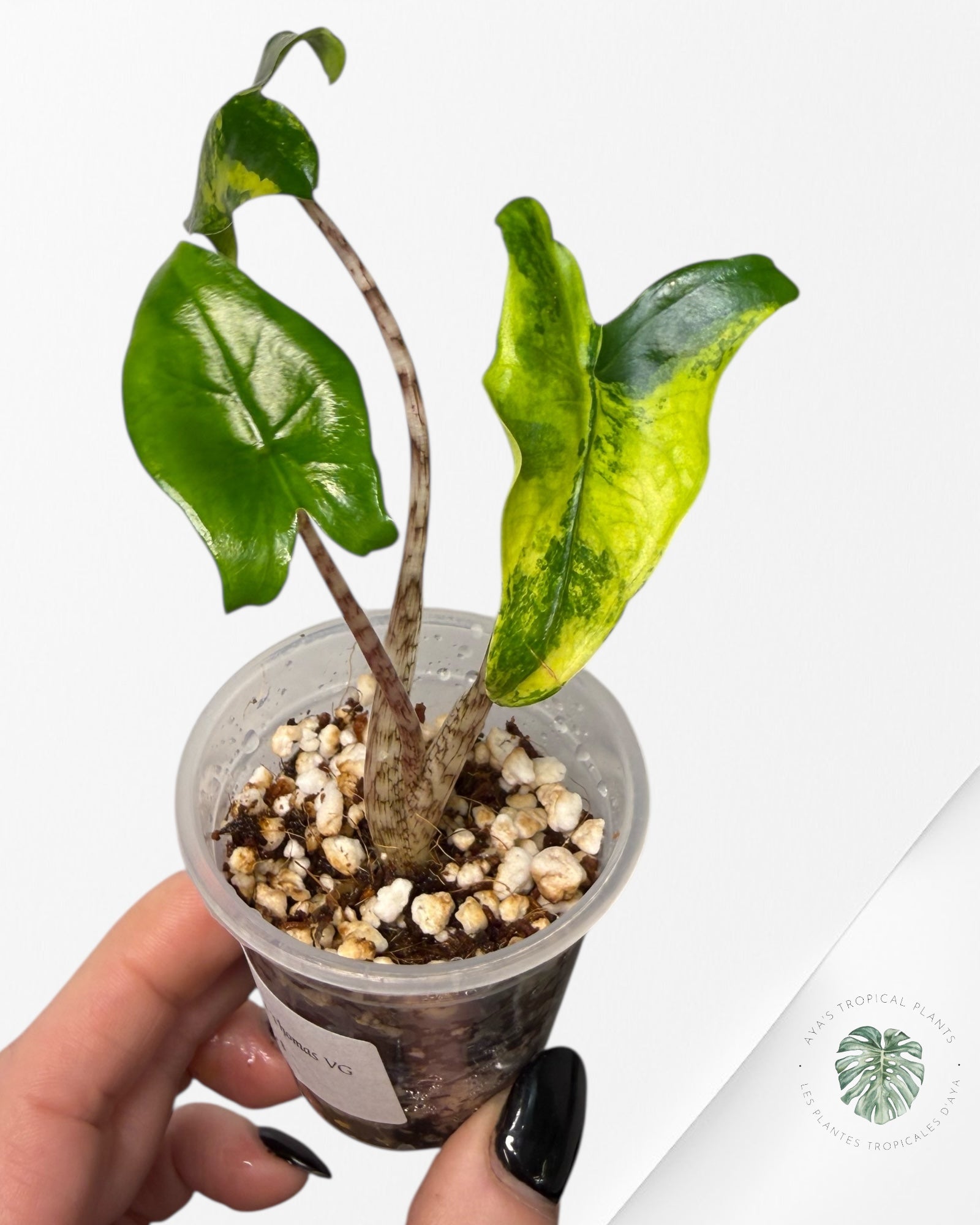 Alocasia Zebrina Thomas Variegated| Rare TC Plant | Aya's Tropical Plants