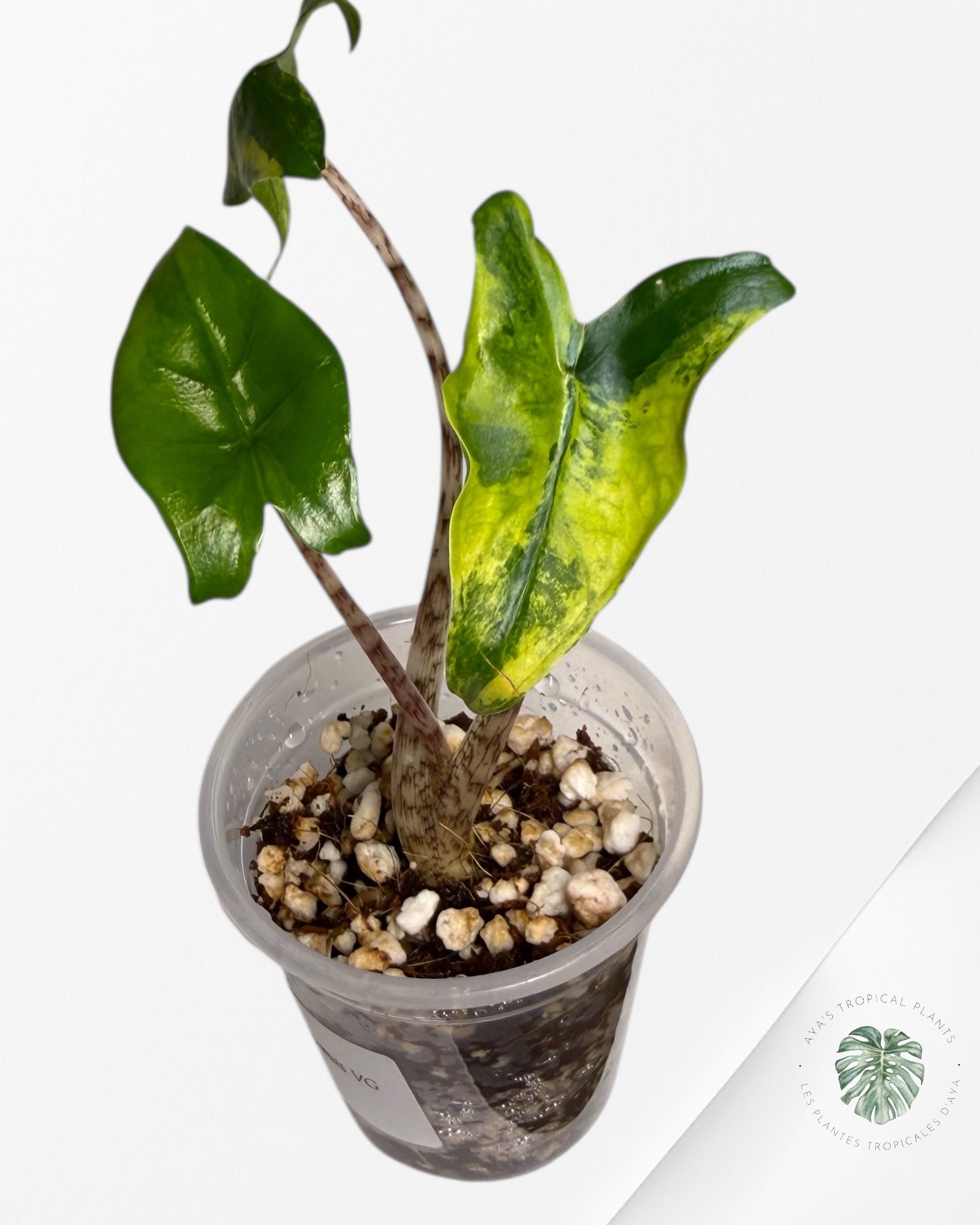 Alocasia Zebrina Thomas Variegated| Rare TC Plant | Aya's Tropical Plants