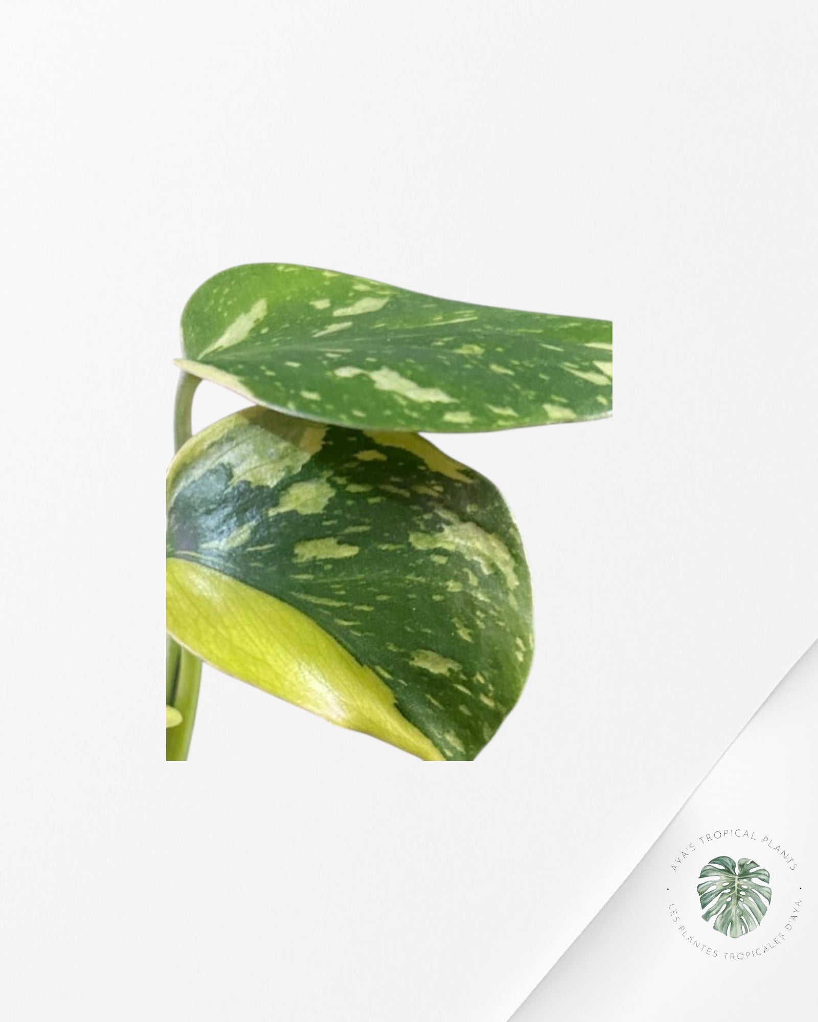 Monstera Electrolyte