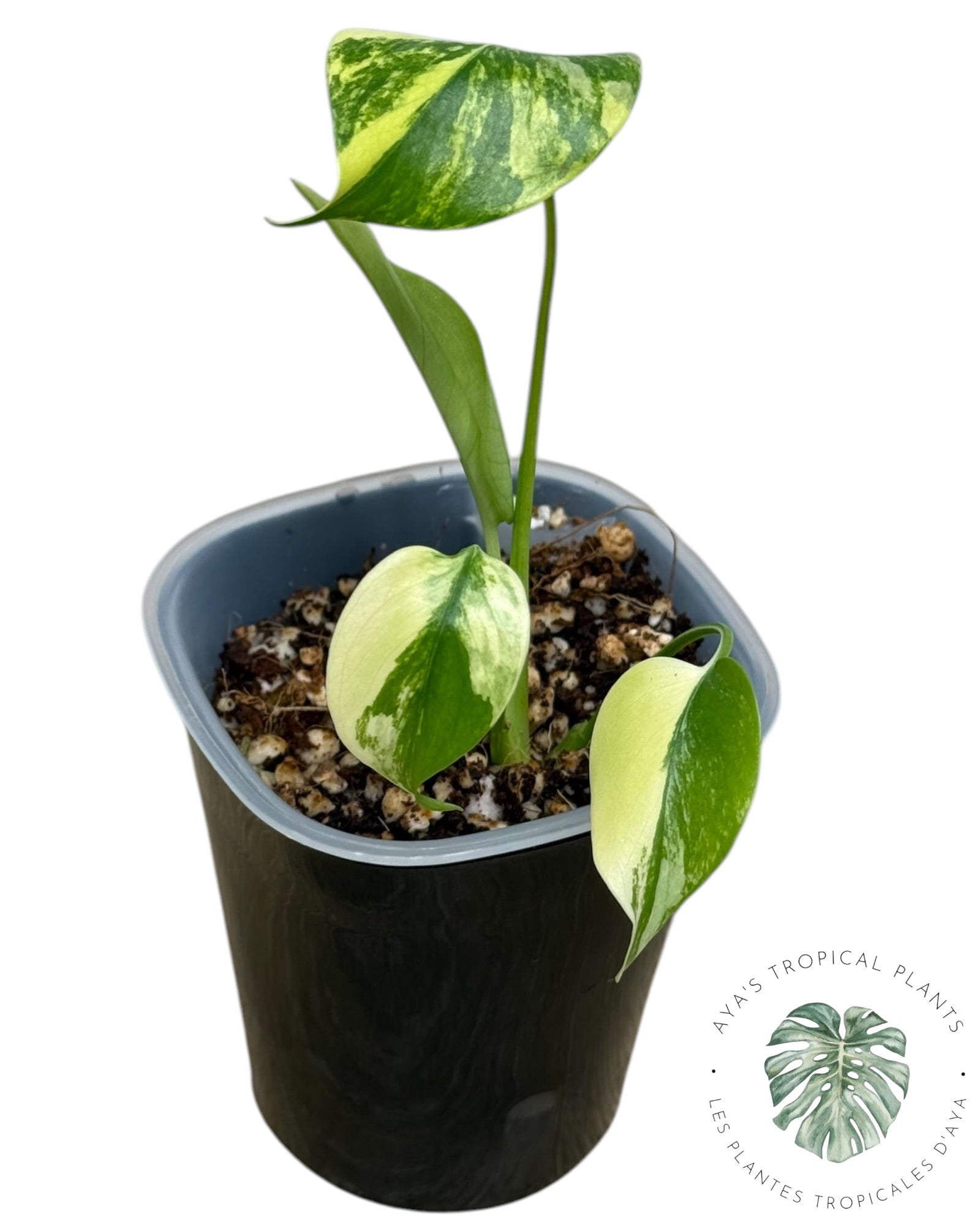 Monstera Aurea Variegated