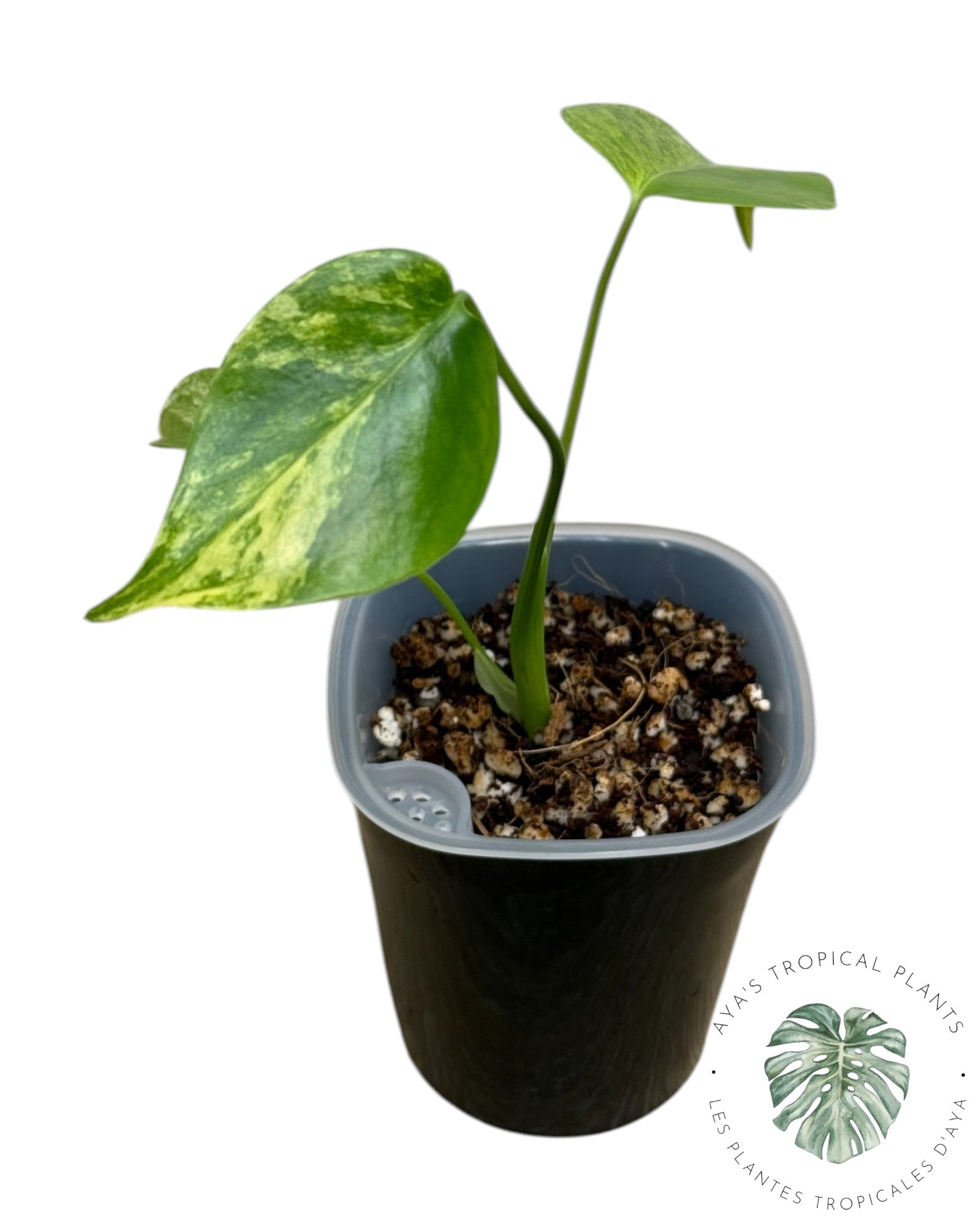 Monstera Aurea Variegated