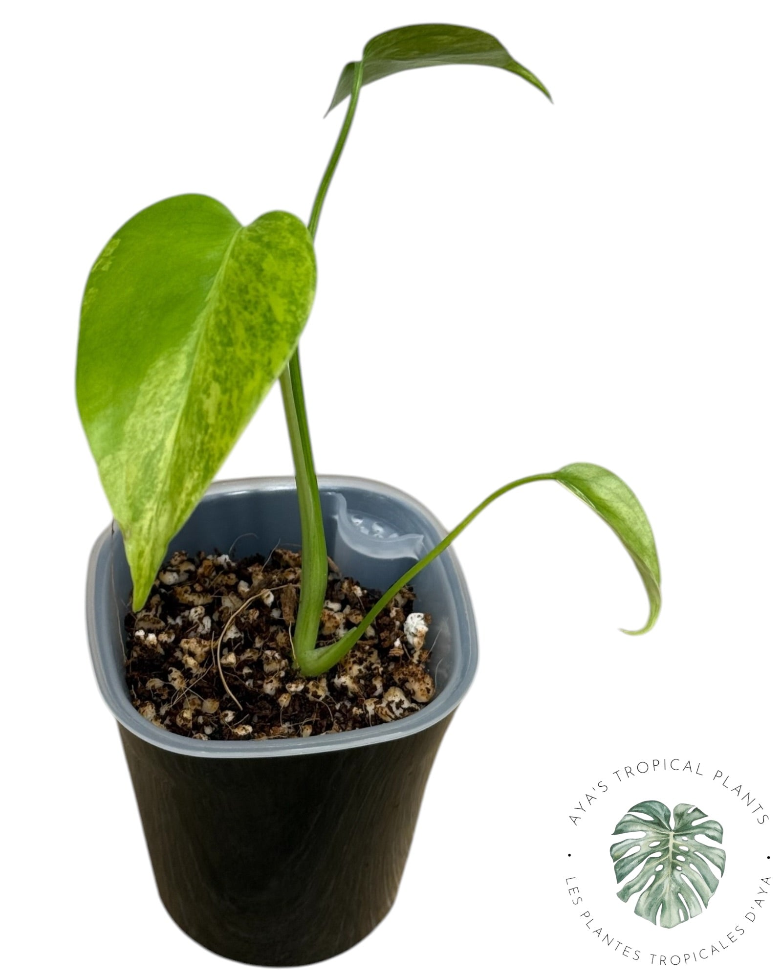 Monstera Aurea Variegated