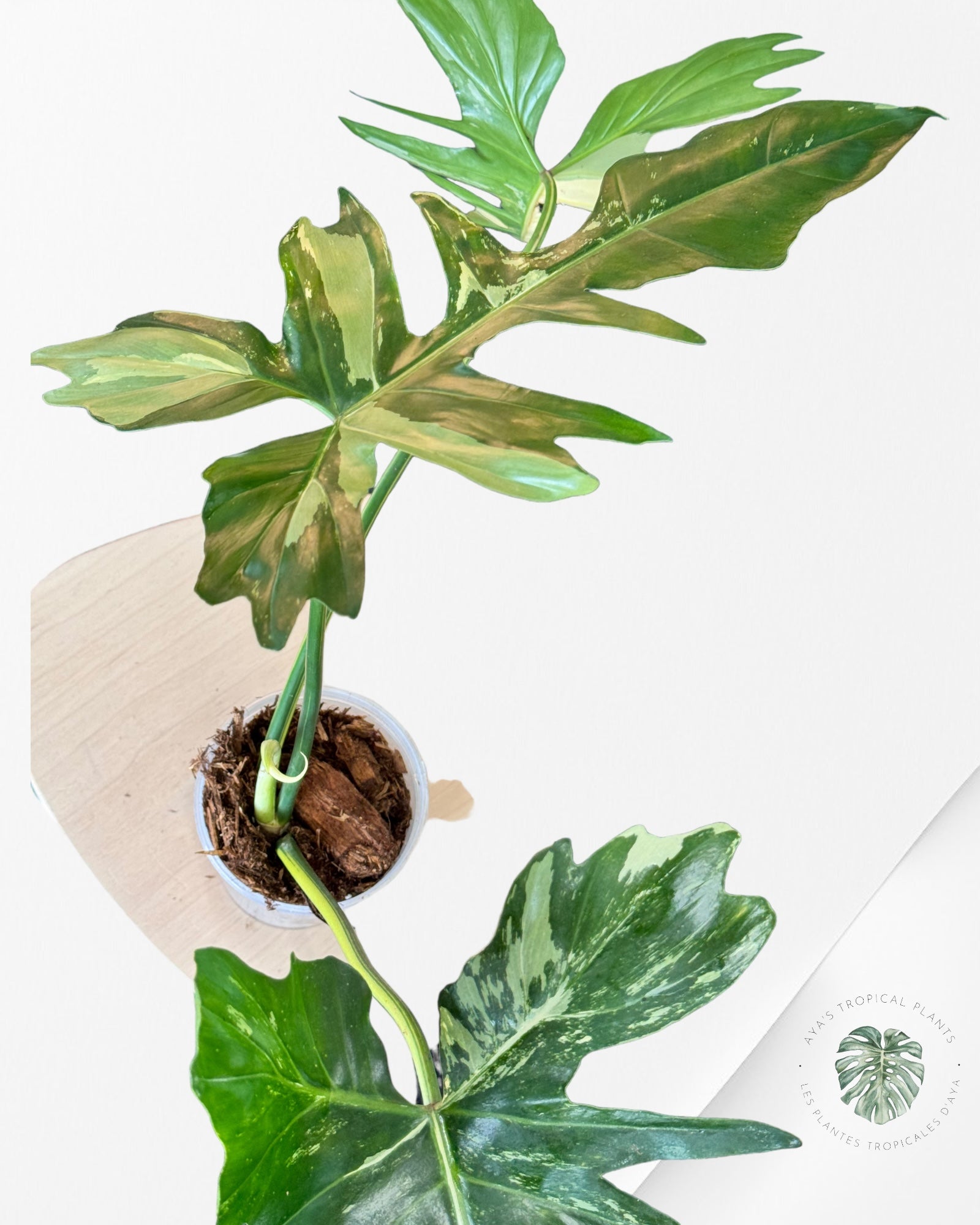 Philodendron Golden Dragon Variagated-A