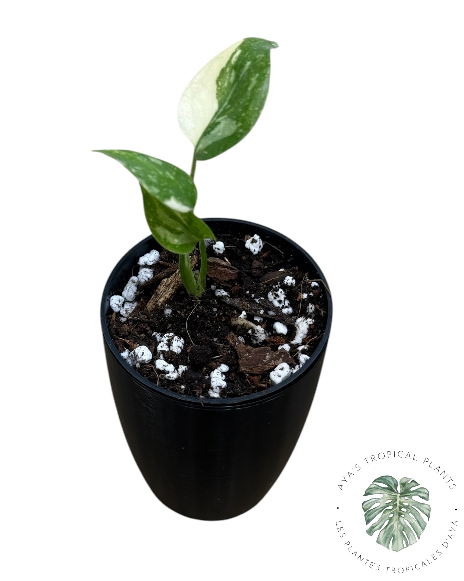 Monstera Thai Constellation Creme Brûlée