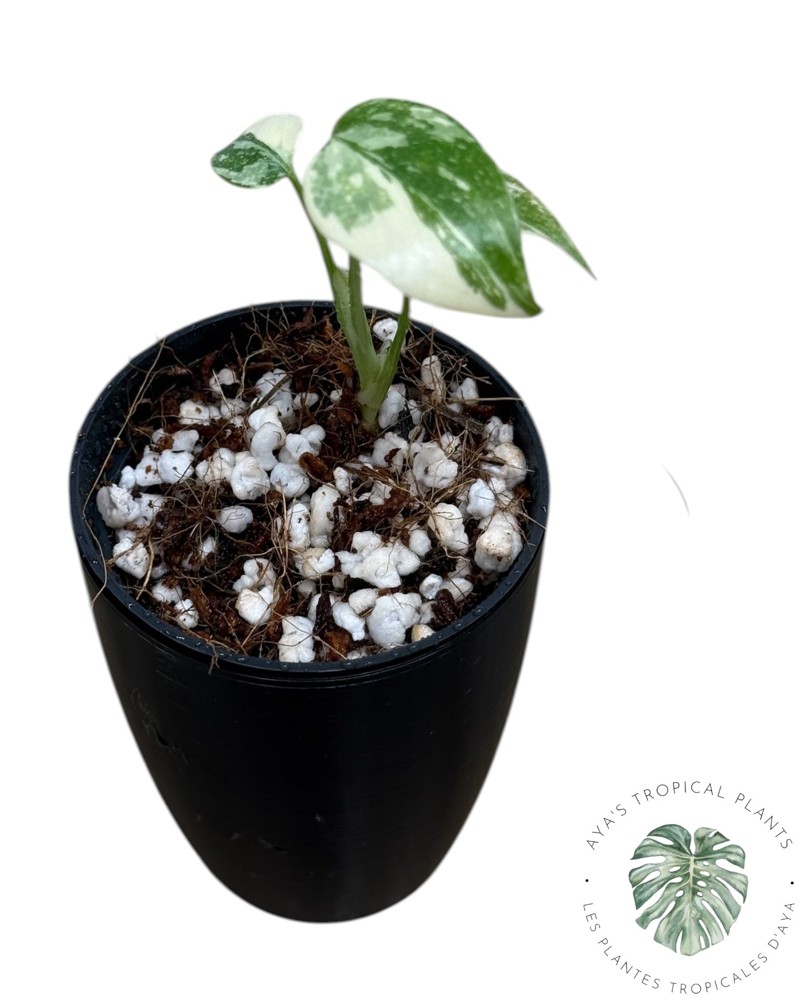 Monstera Thai Constellation Creme Brûlée