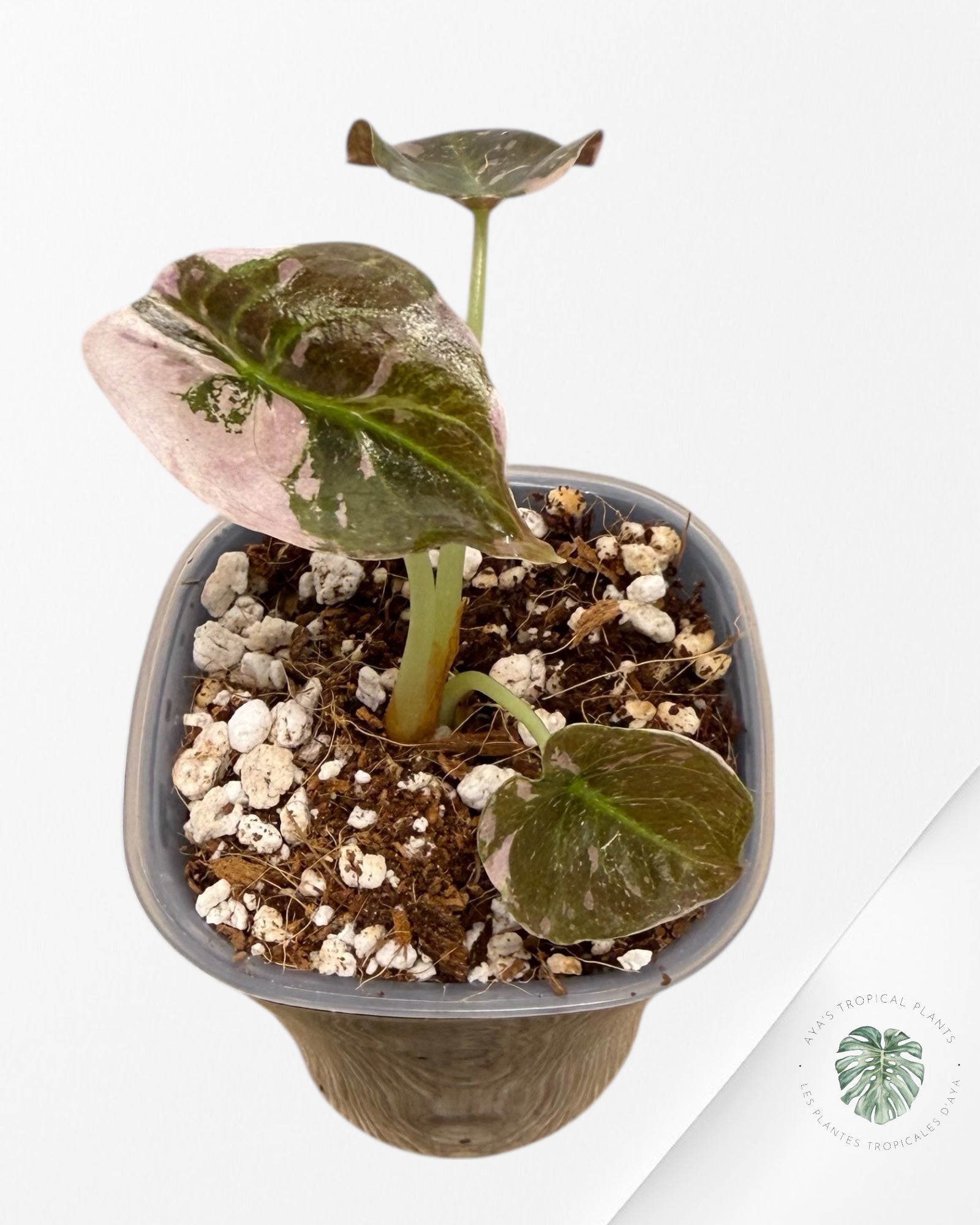 Alocasia Cuprea Albo Pink Variegated| Rare TC Plant | Aya's Tropical Plants