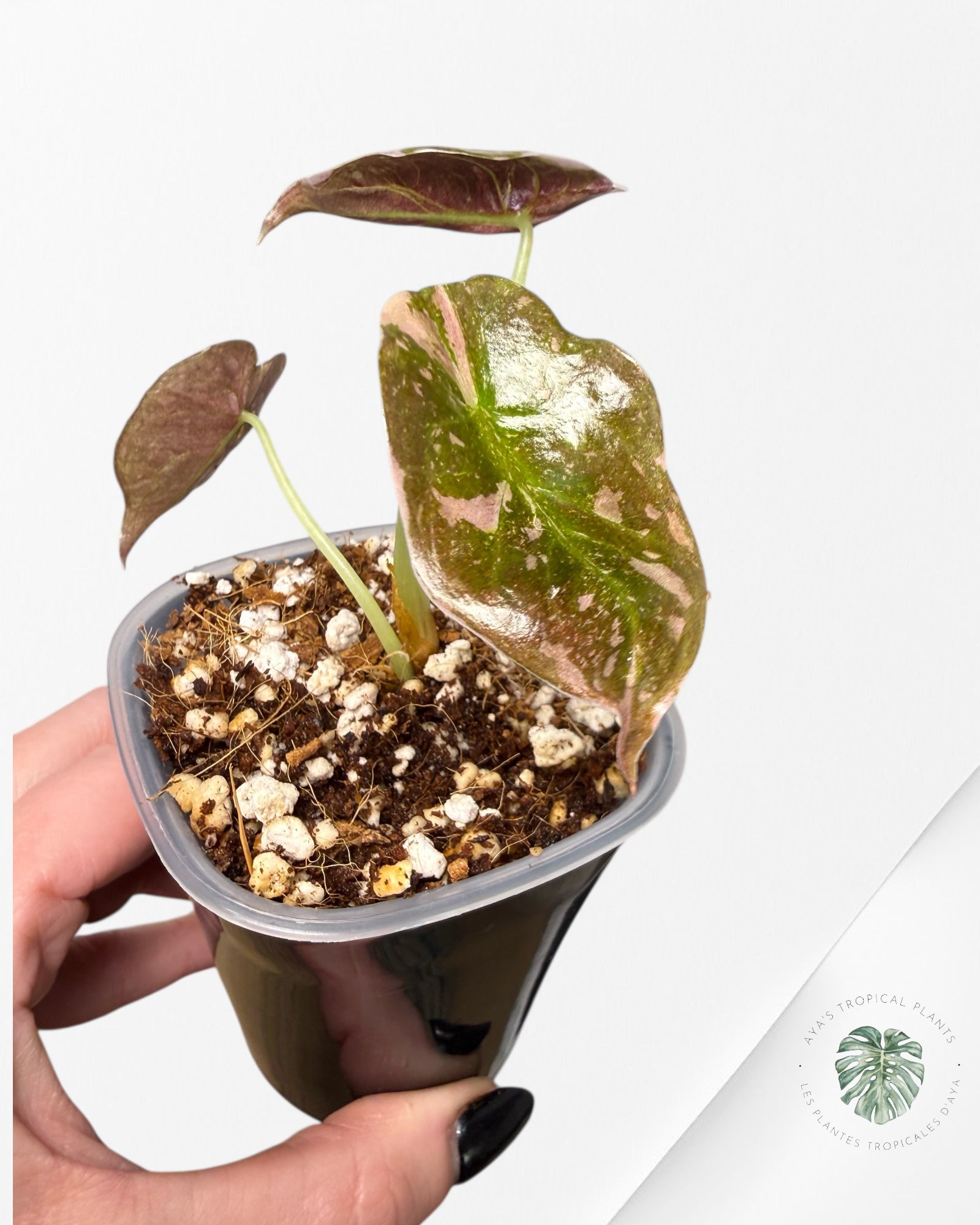 Alocasia Cuprea Albo Pink Variegated| Rare TC Plant | Aya's Tropical Plants