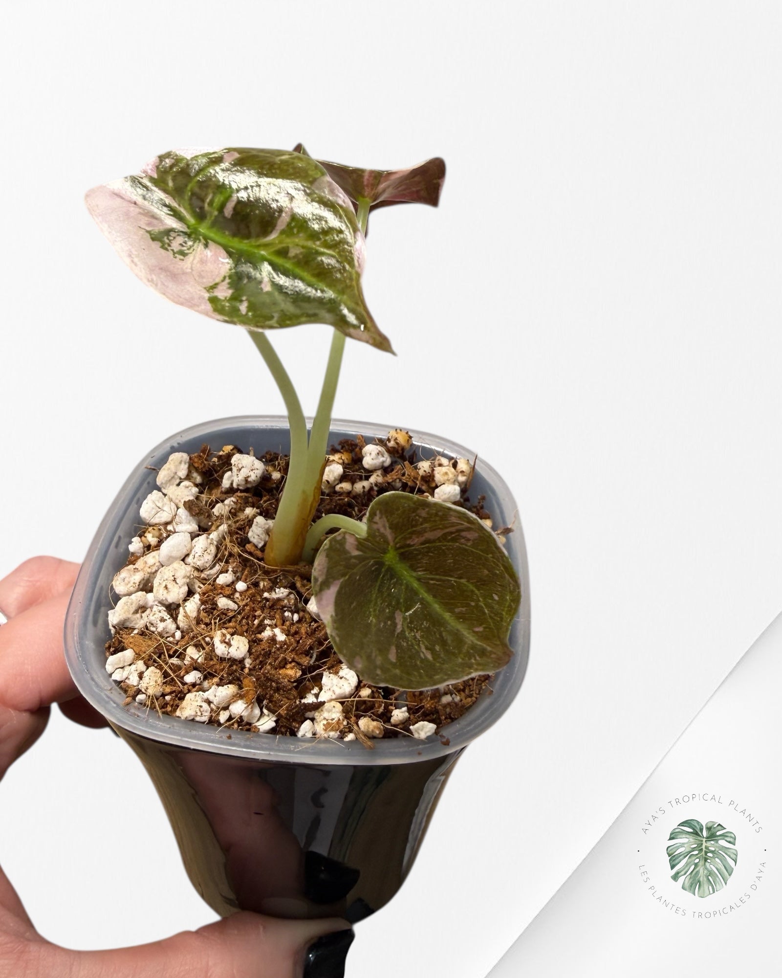 Alocasia Cuprea Albo Pink Variegated| Rare TC Plant | Aya's Tropical Plants