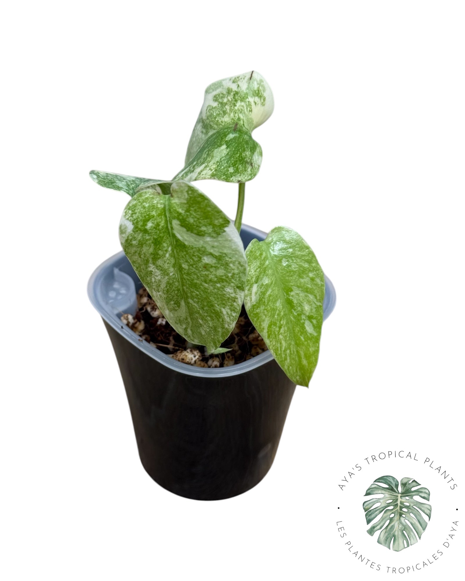 Monstera Deliciosa Legacy