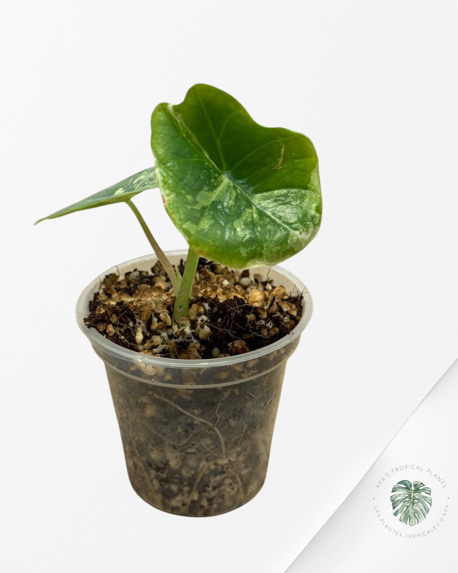 Alocasia Bisma sp. 'Platinum' Albo Variegated - 111