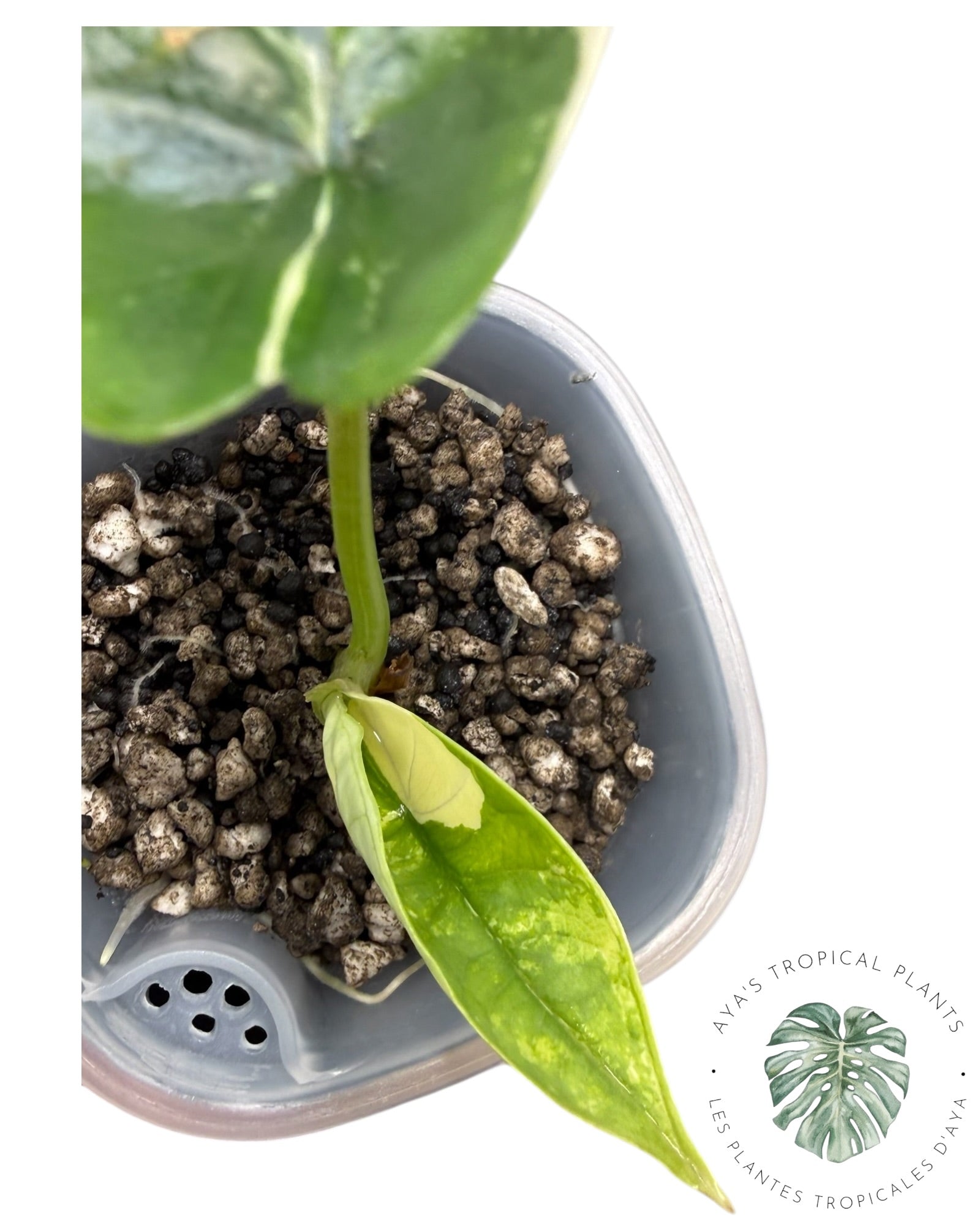 Alocasia Bisma Platinum Albo Variegated